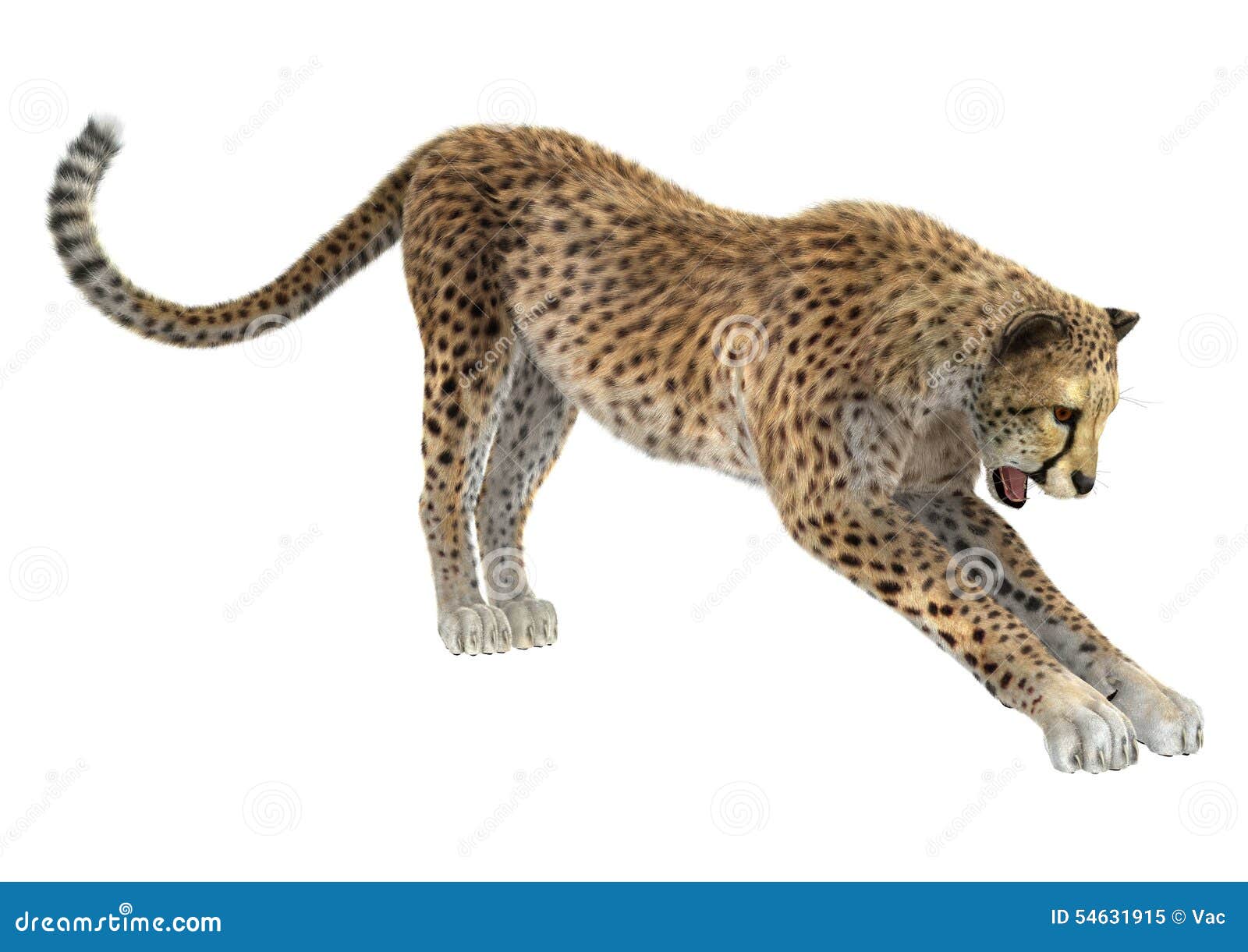 Cheetah Stock Illustration - Image: 54631915