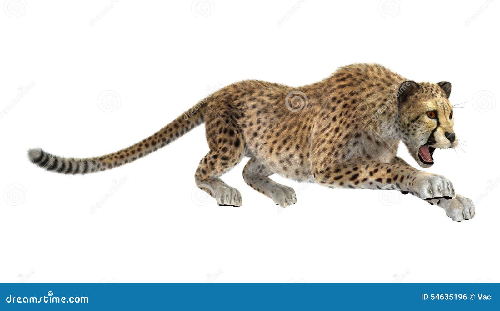 Cheetah stock photo. Image of mammal, dangerous, feline - 54635196