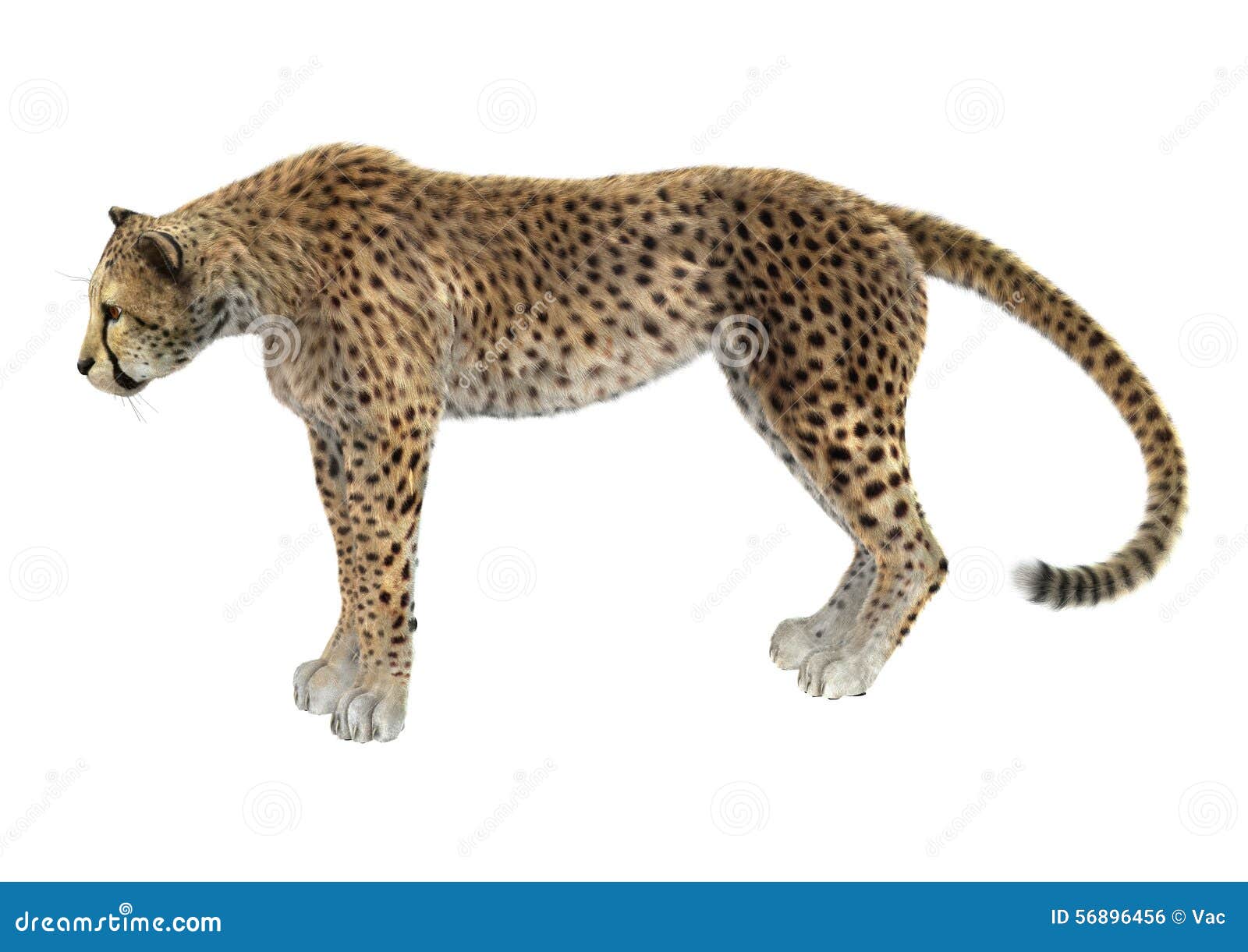 Cheetah stock illustration. Illustration of standing - 56896456