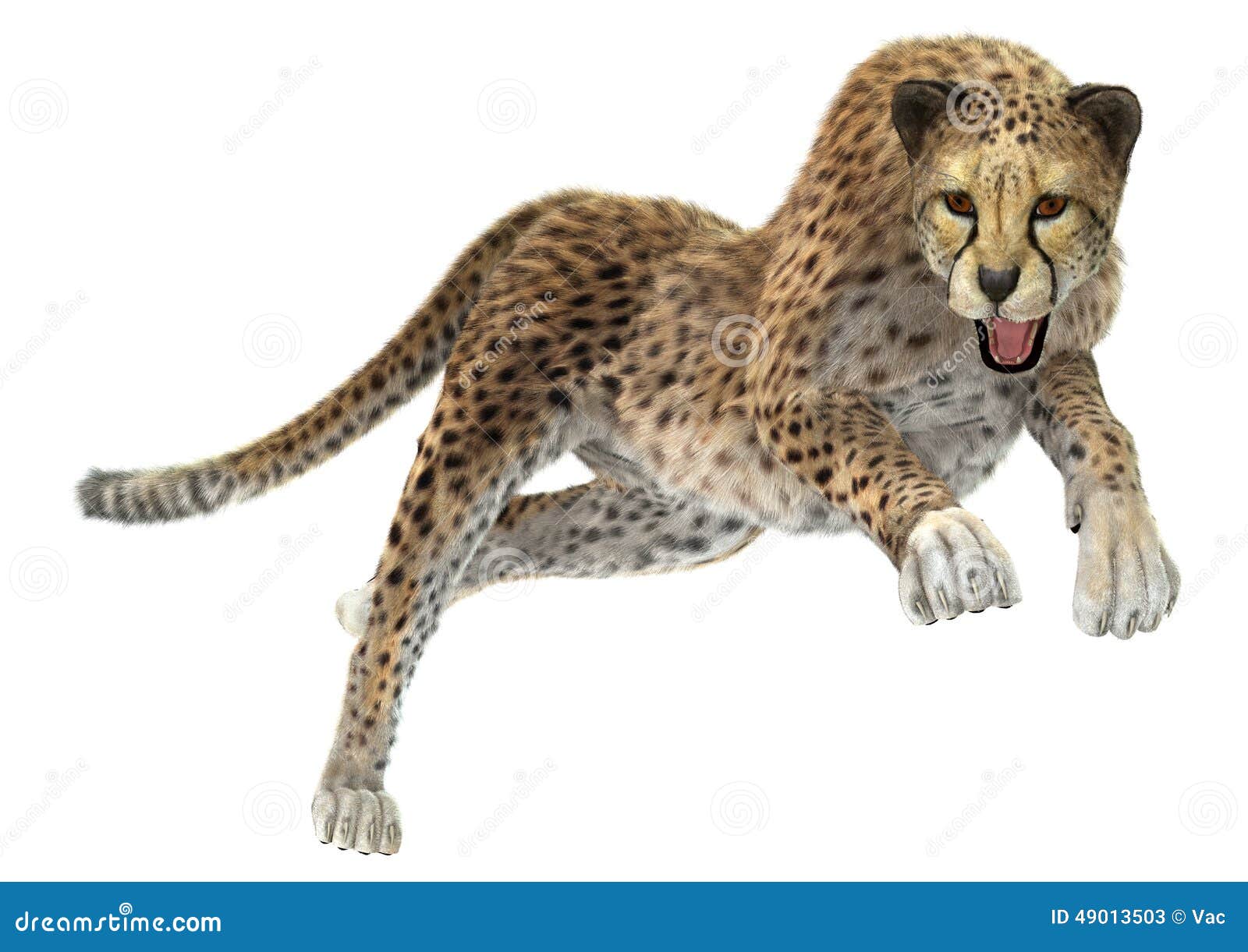 Jumping Cheetah Cartoon Vector | CartoonDealer.com #53147339