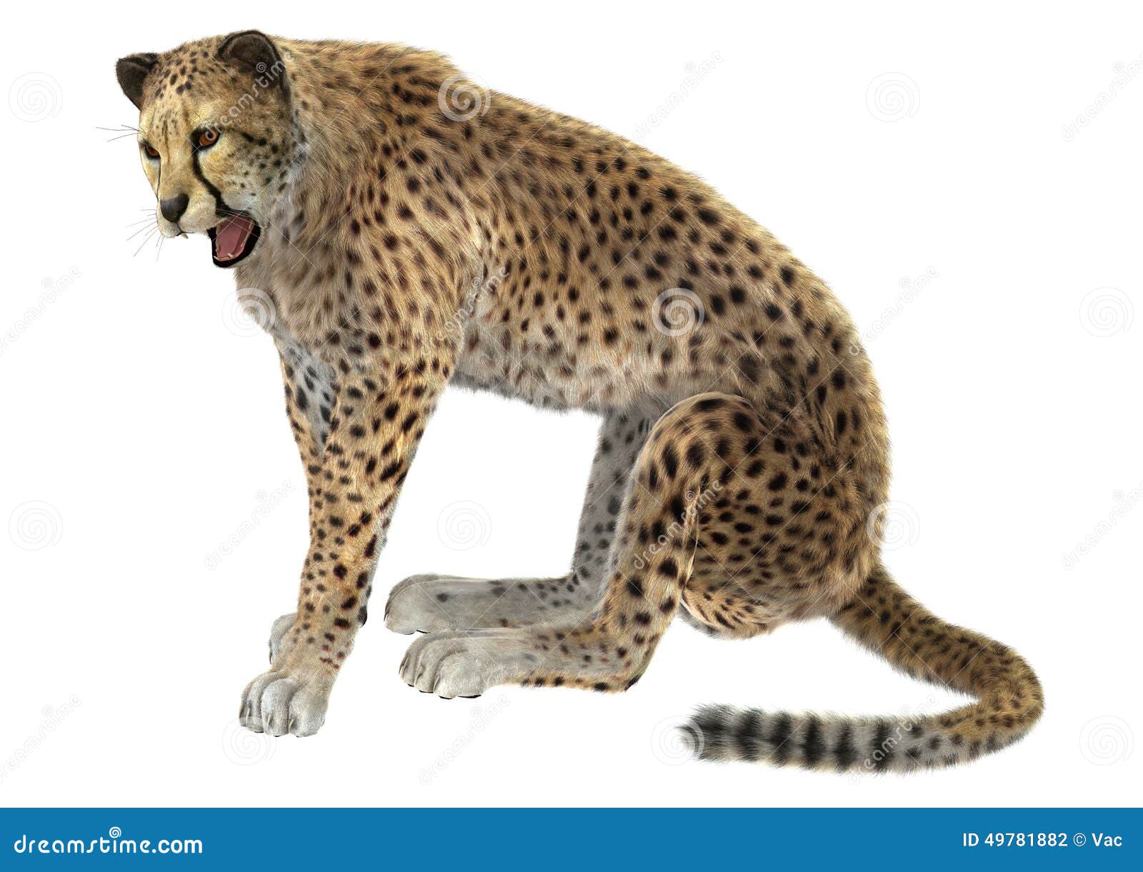 Cheetah stock illustration. Illustration of fast, rest - 49781882