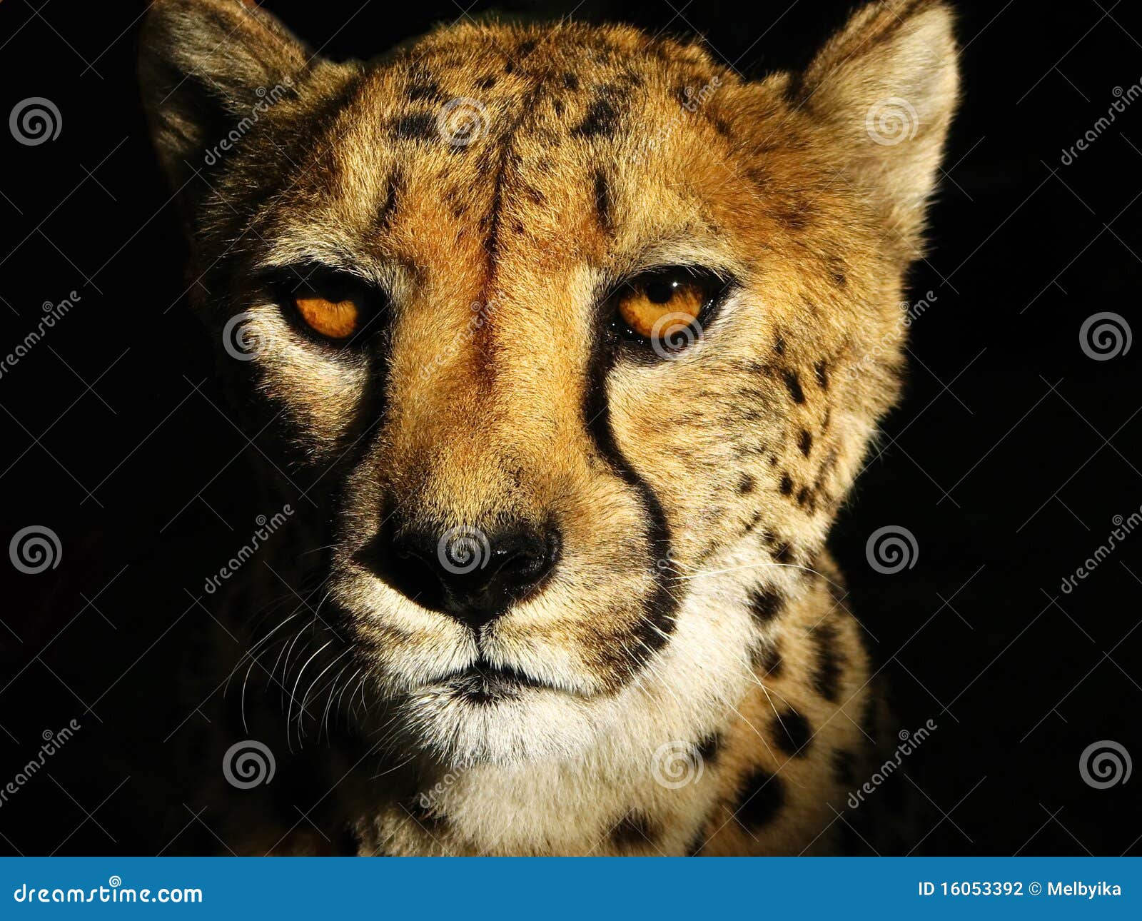 1,300 Background Cheetah Face Stock Photos - Free & Royalty-Free Stock Photos from Dreamstime 1,300 Background Cheetah Face Stock Photos - Free & Royalty-Free Stock Photos from Dreamstime