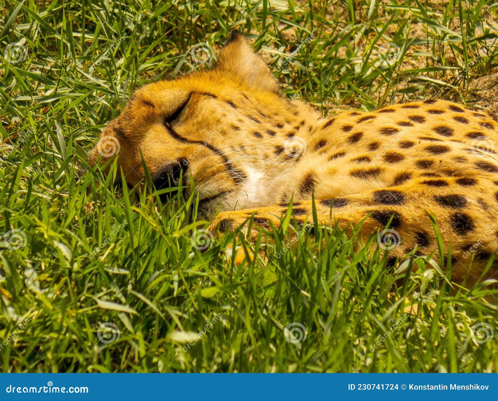 Cheetah is the Fastest Land Animal. Stock Photo - Image of land, cheetah:  230741724