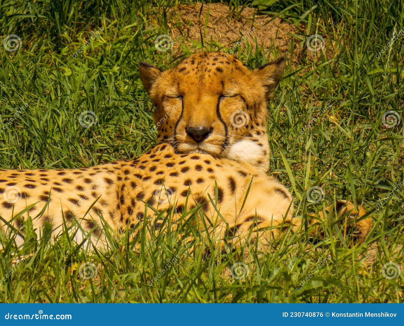 Cheetah is the Fastest Land Animal. Stock Photo - Image of regular, lifestyle: 230740876 Cheetah is the Fastest Land Animal. Stock Photo - Image of regular, lifestyle: 230740876