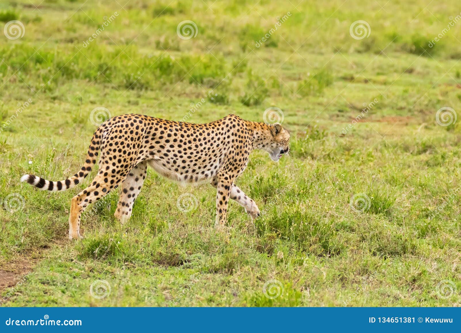 Cheetah, Fastest Land Animal with Spotty Markings Walking in Open Grassland  at Serengeti National Park in Tanzania, East Africa Stock Image - Image of  large, savannah: 134651381