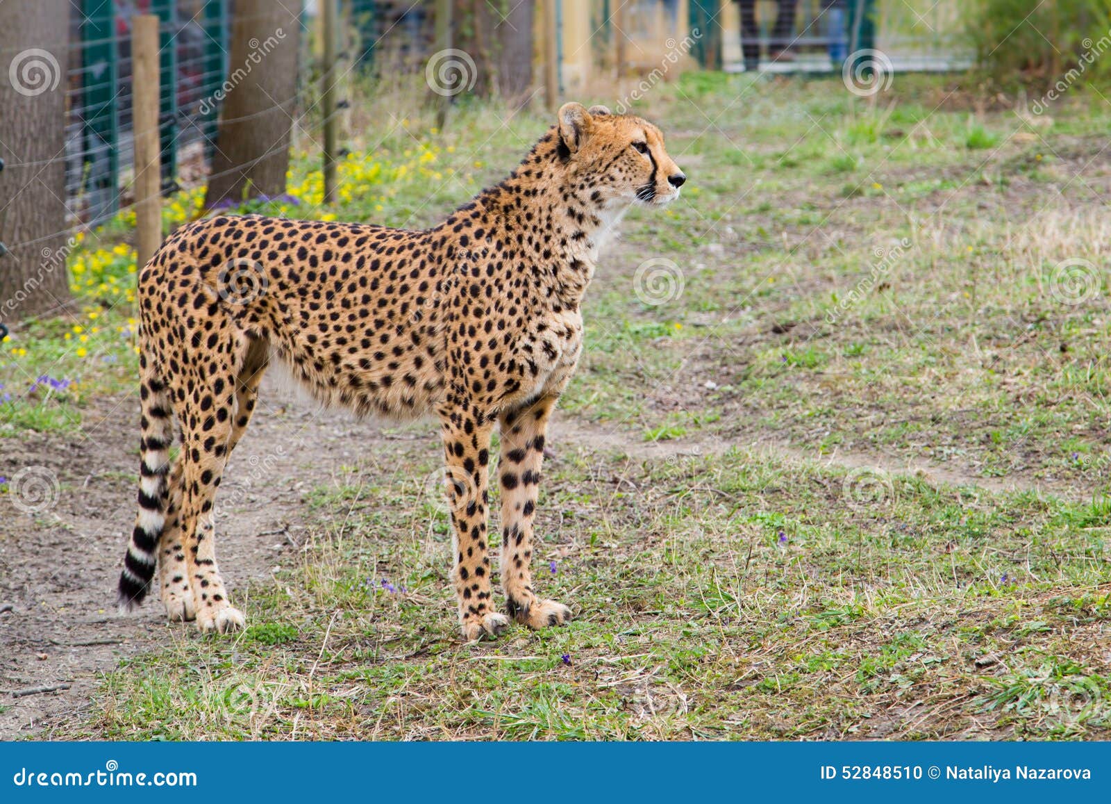 Cheetah Gepard, Acinonyx Jubatus Stock Photo  Image of wildlife, acinonyx: 52848510