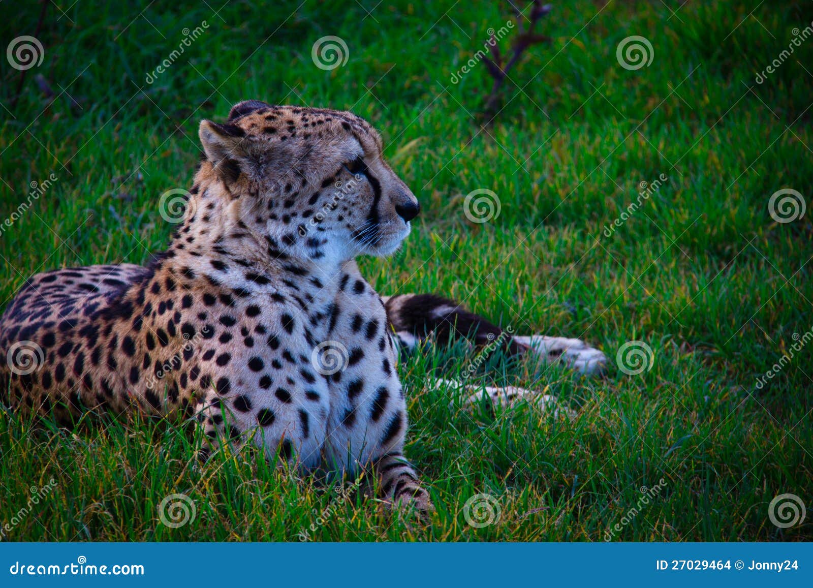 Cheetah in the grass stock photo. Image of hunter, monato 27029464