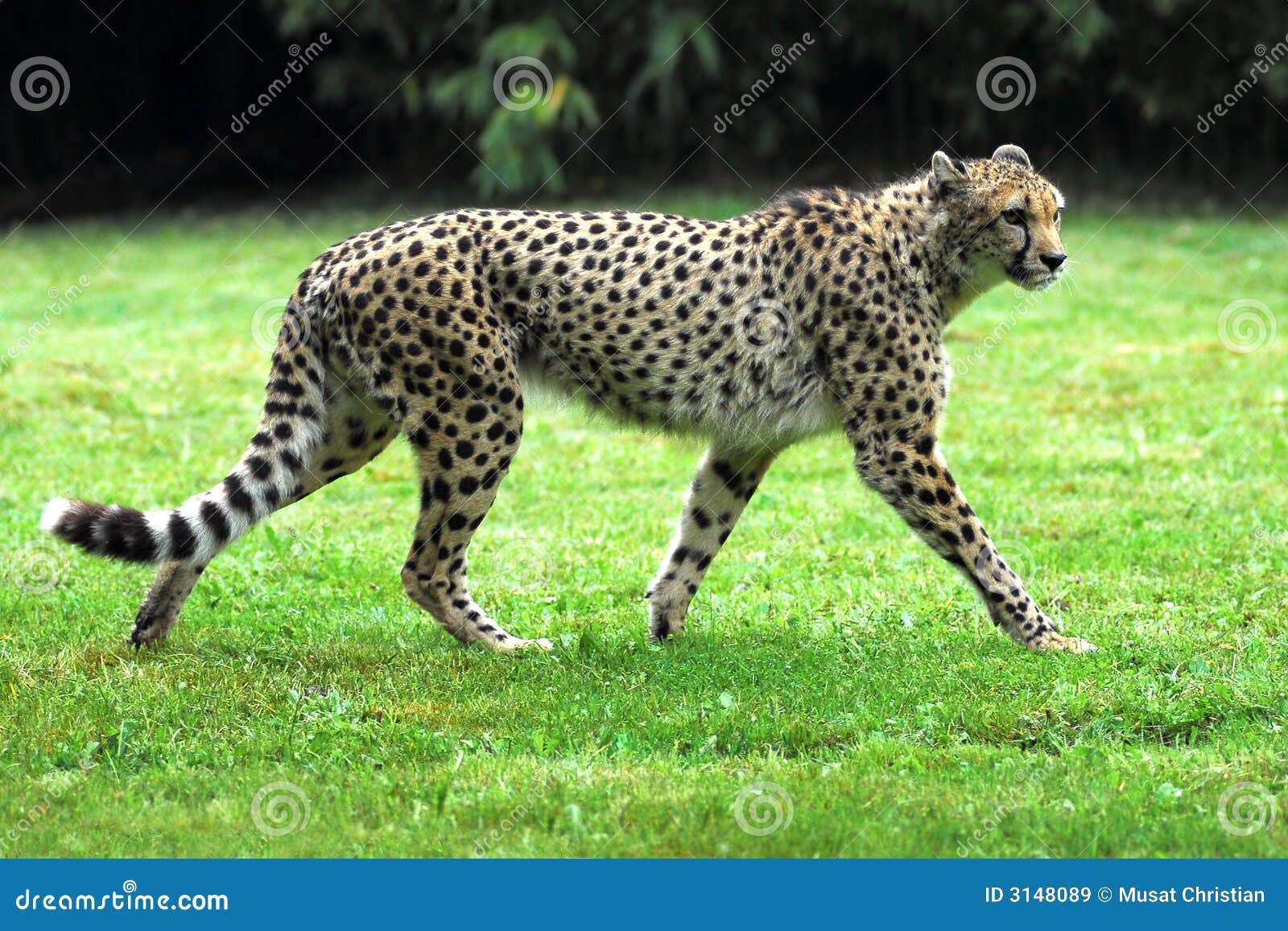Cheetah on grass stock image. Image of green, whiskers 3148089