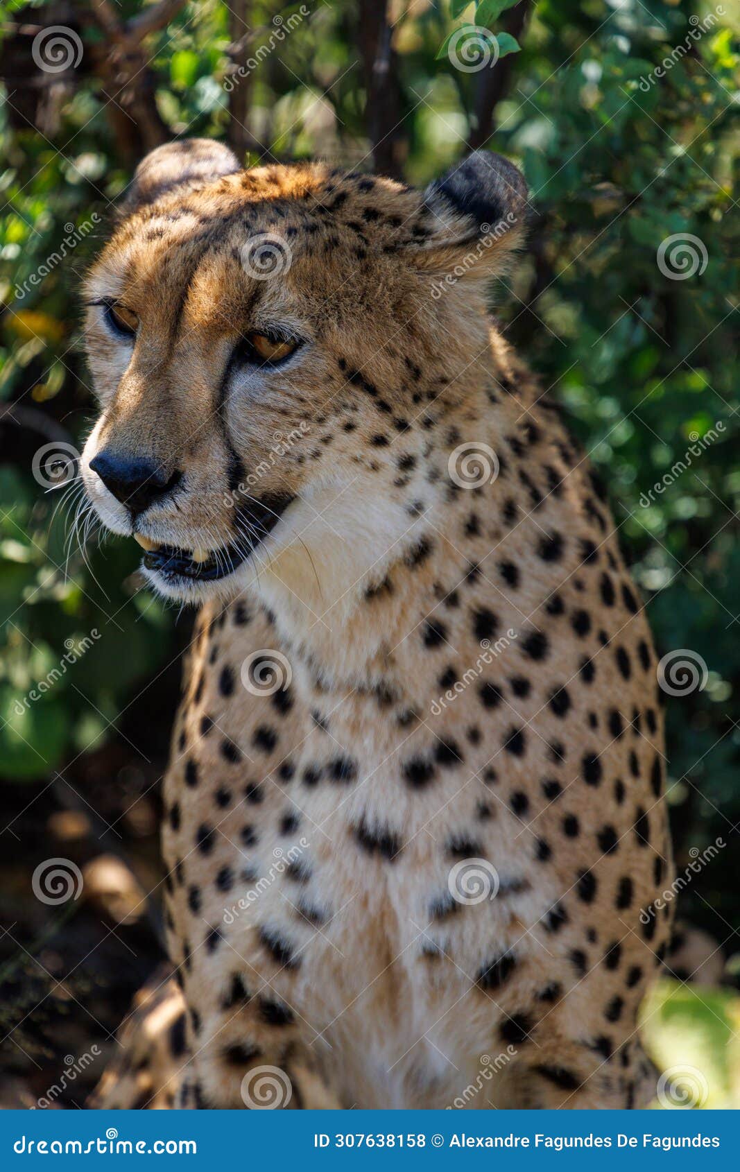 cheetah (guepardo) cat portrait