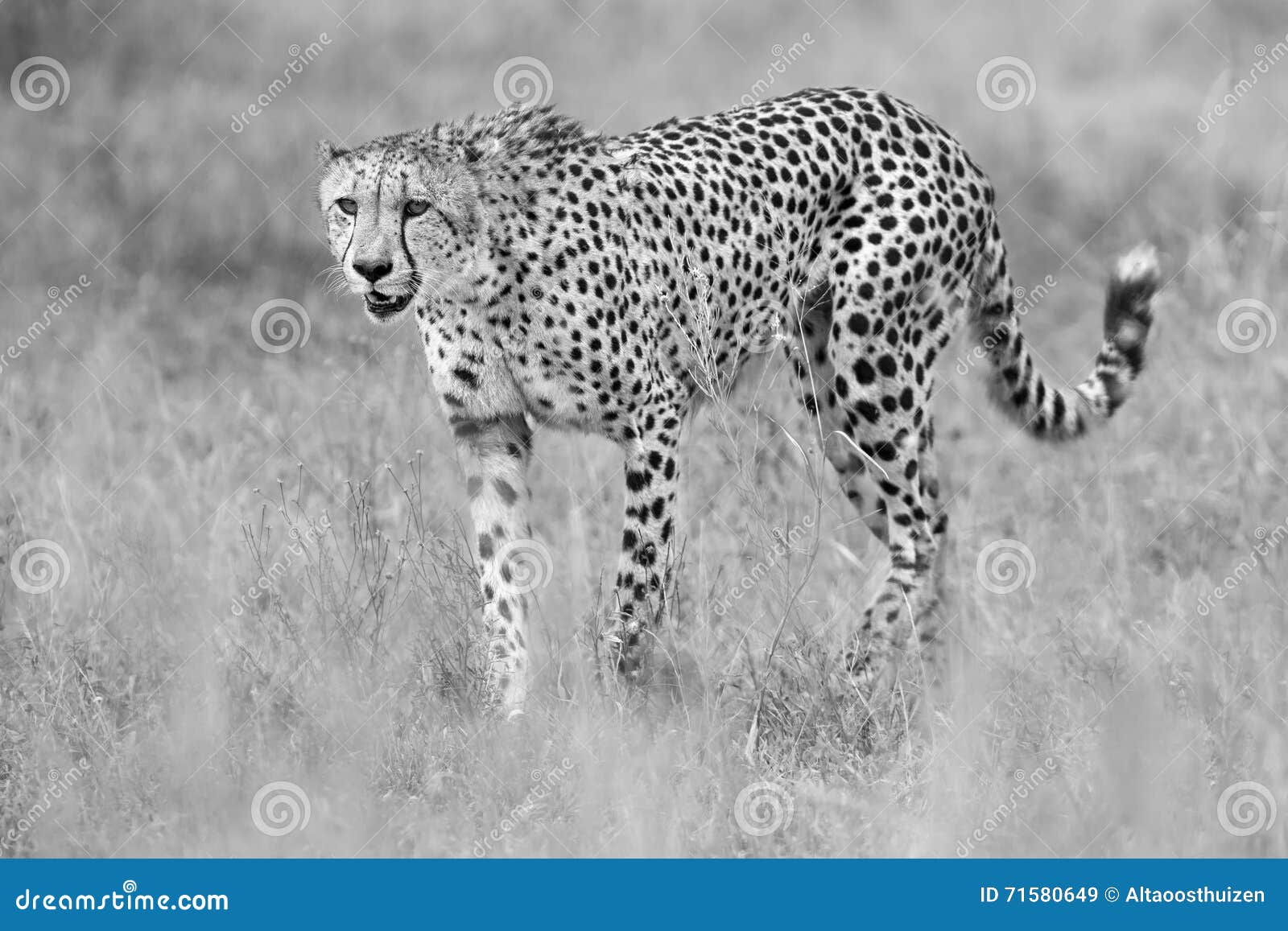 Cheetah Hunting through Dry Grass for Prey To Chase Stock Image - Image ...