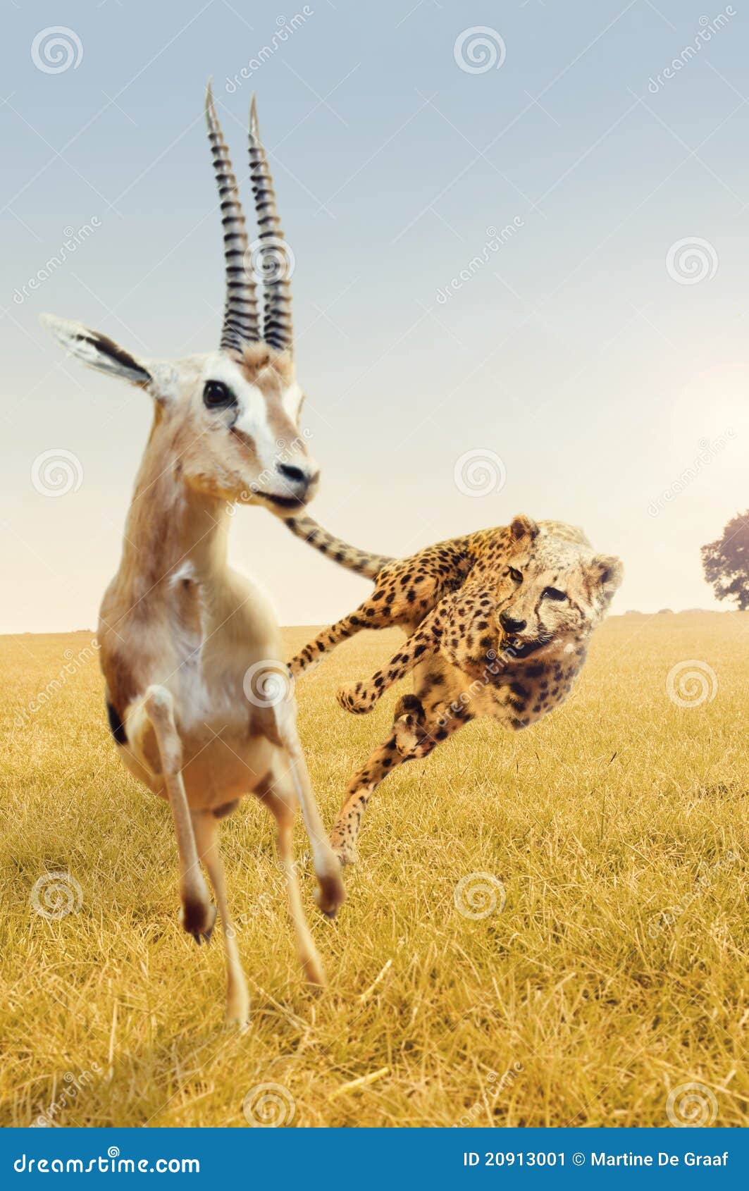 Cheetah hunting gazelle on Africa s savanna
