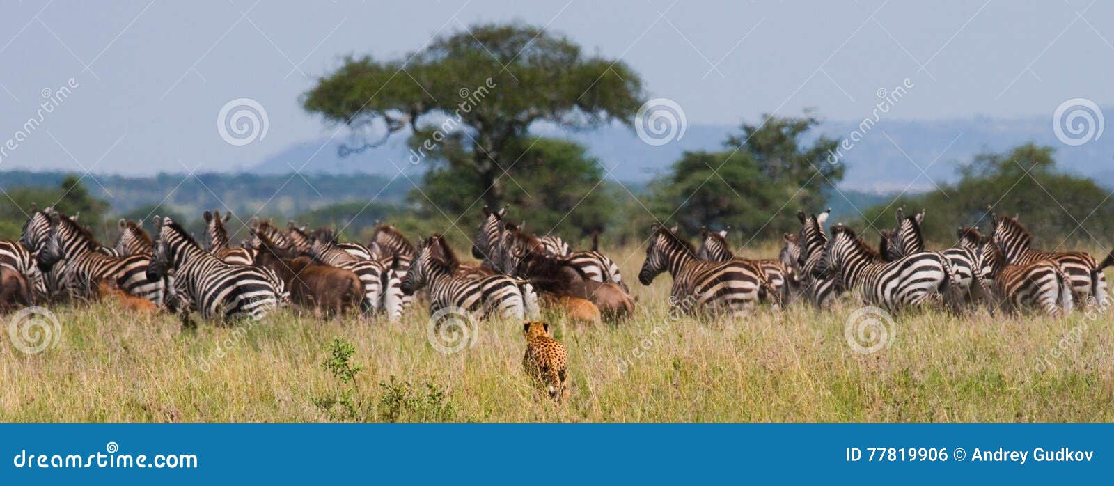 cheetah hunts for a herd of zebras and wildebeest. kenya. tanzania. africa. national park. serengeti. maasai mara.