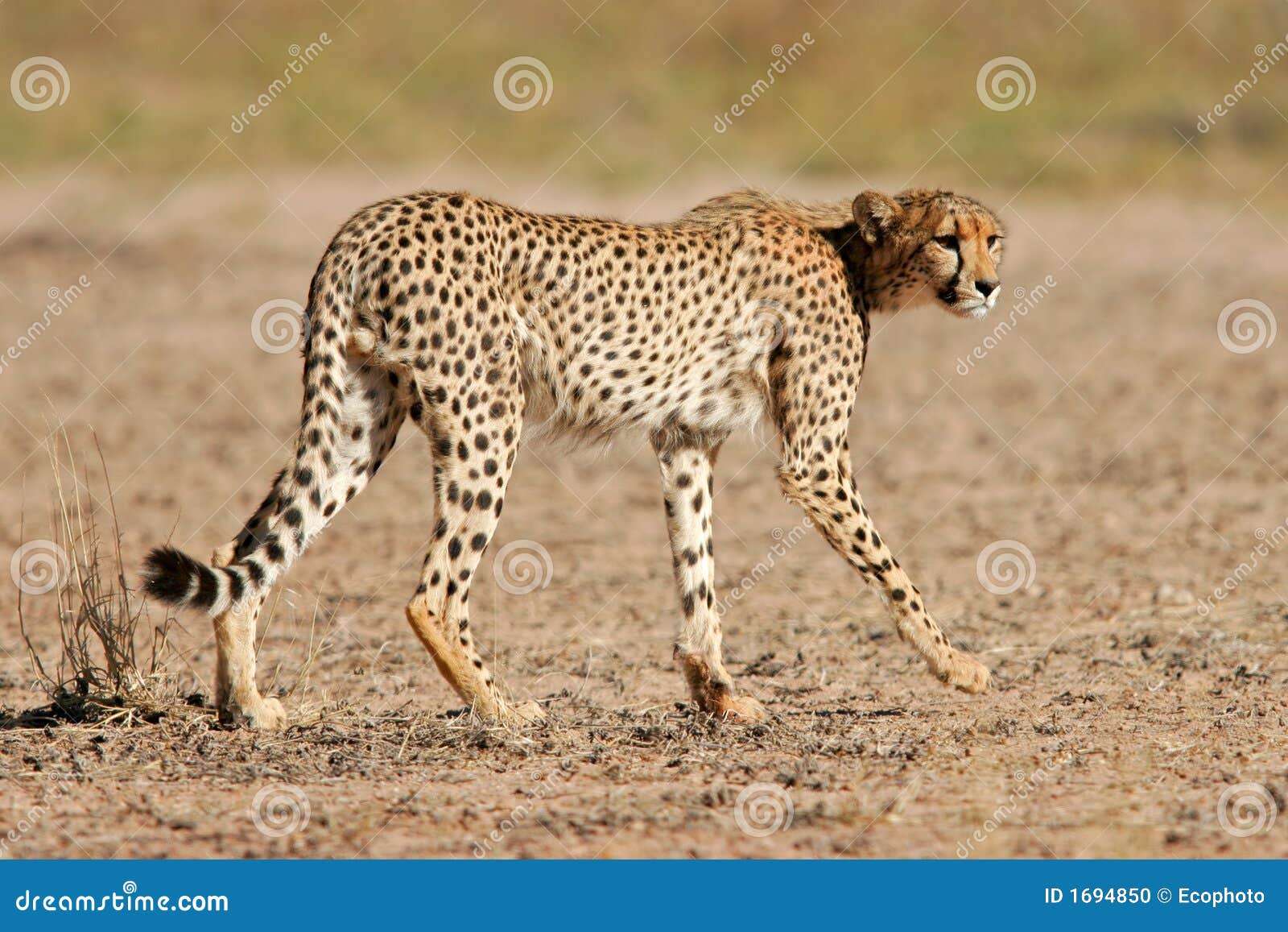 Cheetah, Kalahari Desert, South Africa Stock Photo - Image of hunter, animal:  1694850
