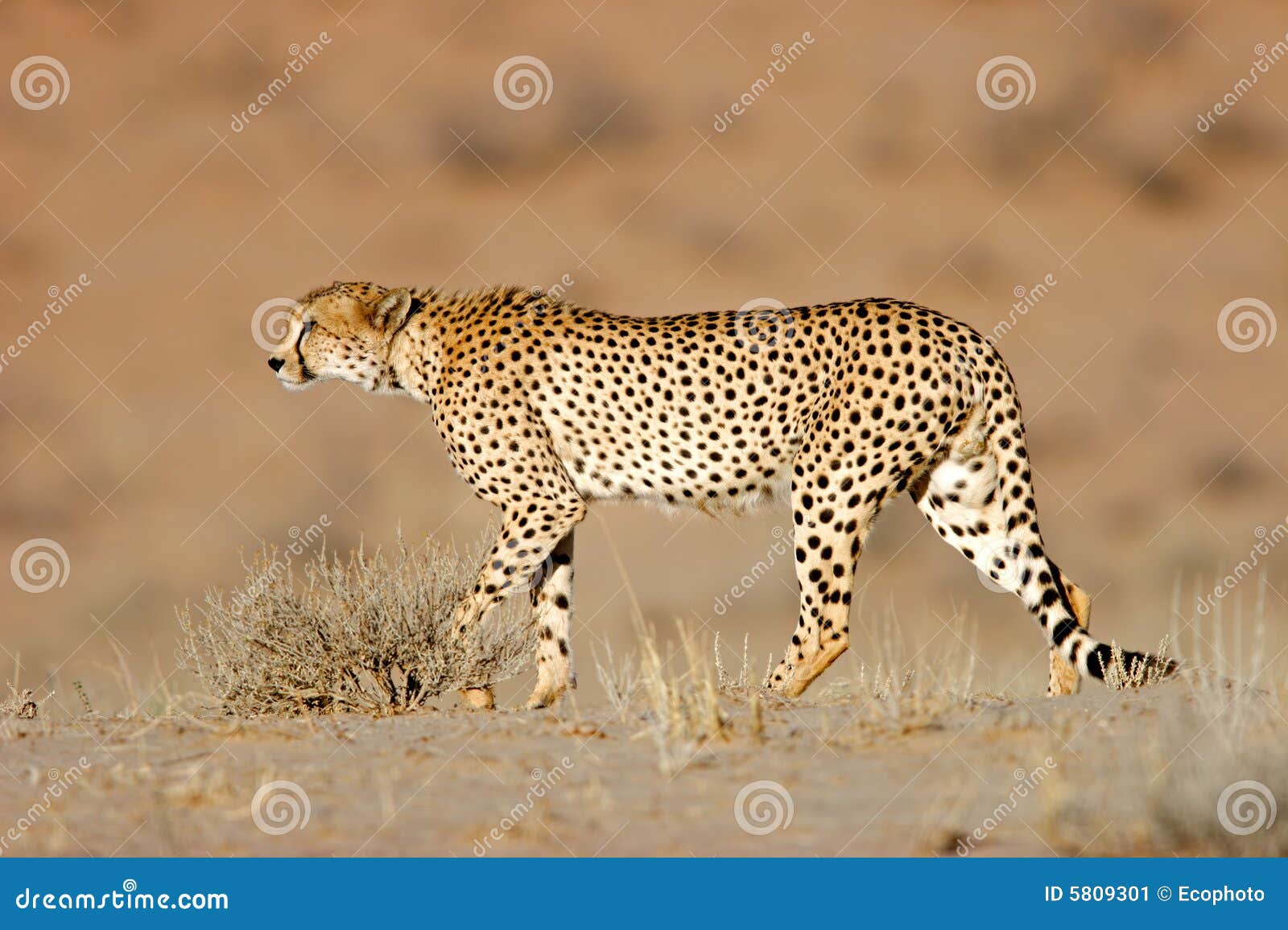 Cheetah, Kalahari Desert, South Africa Stock Image - Image of natural,  carnivore: 5809301