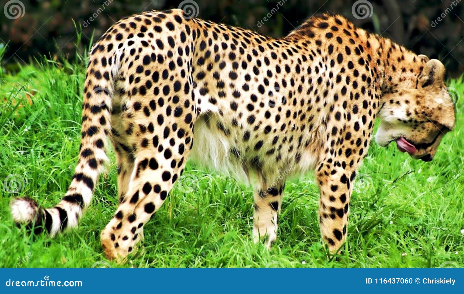 Cheetah Lick stock photo. Image of licking, speed, fastest - 116437060