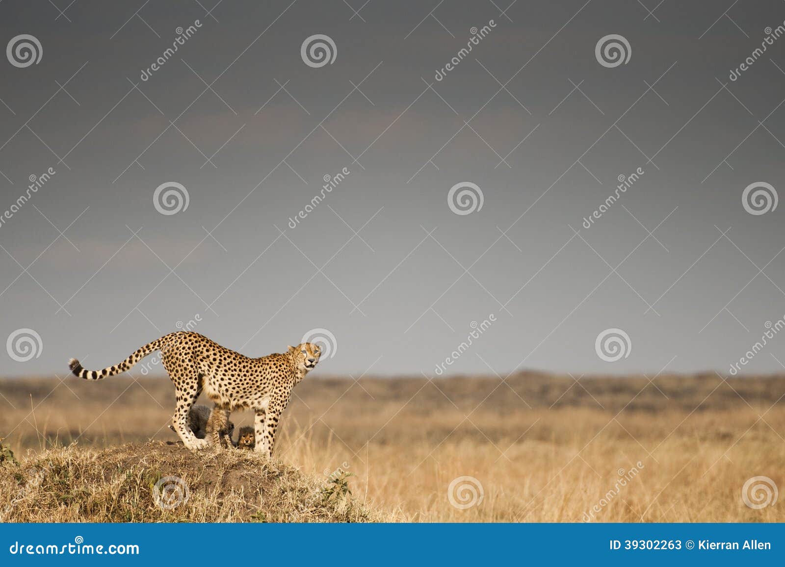 cheetah in the masai mara, kenya