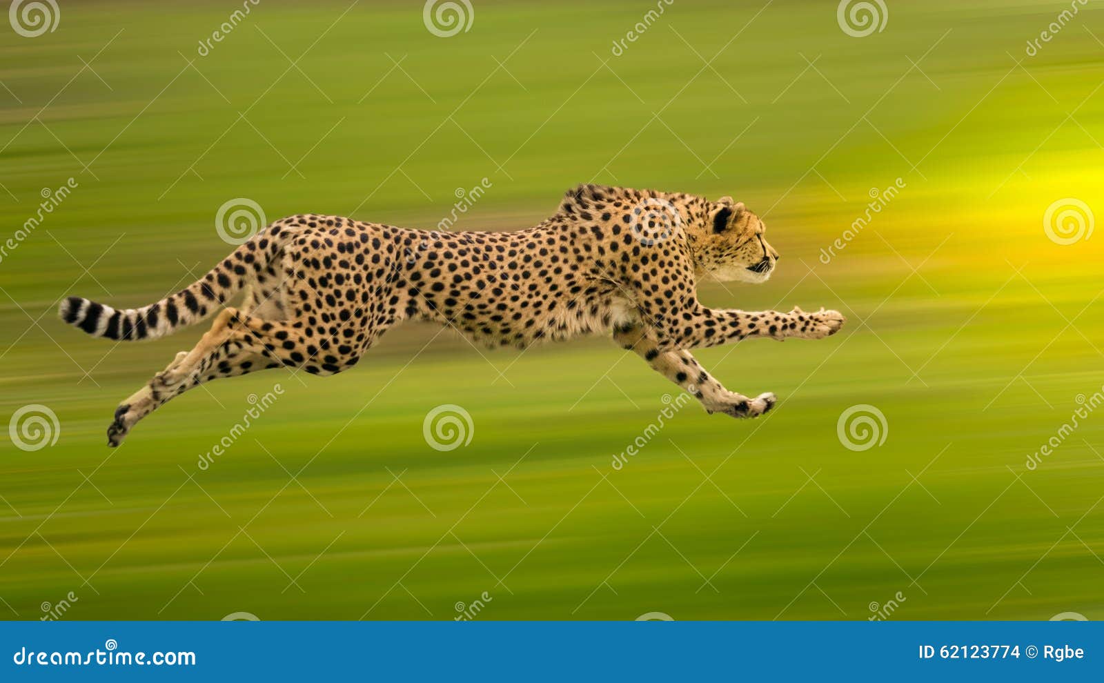 cheetah run