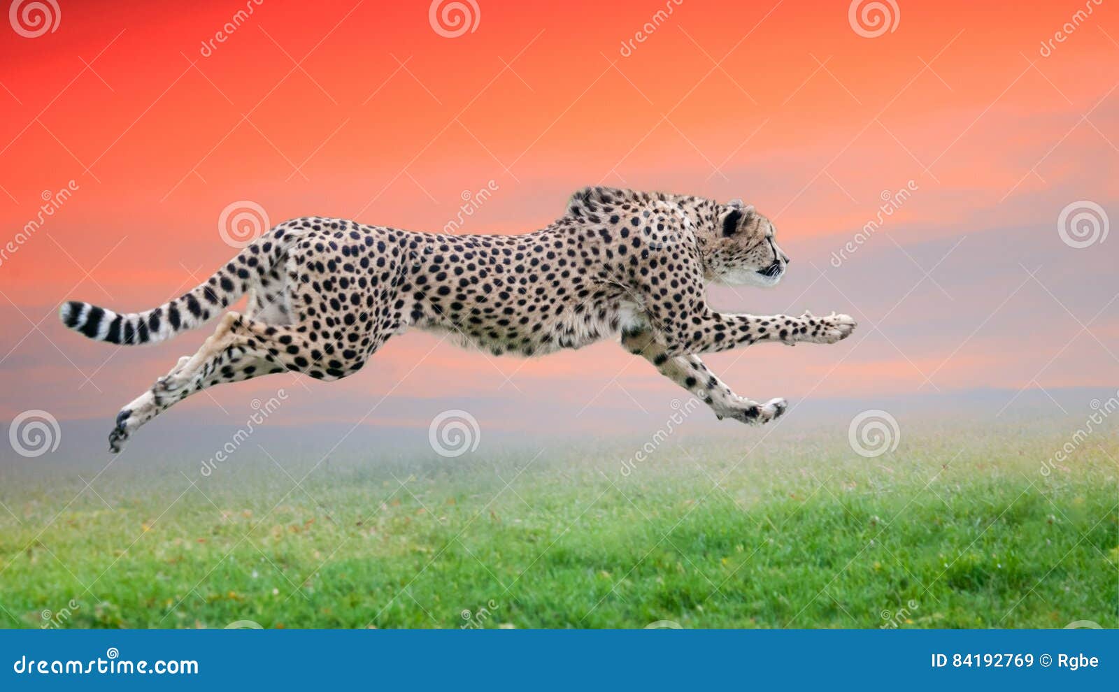 cheetah run