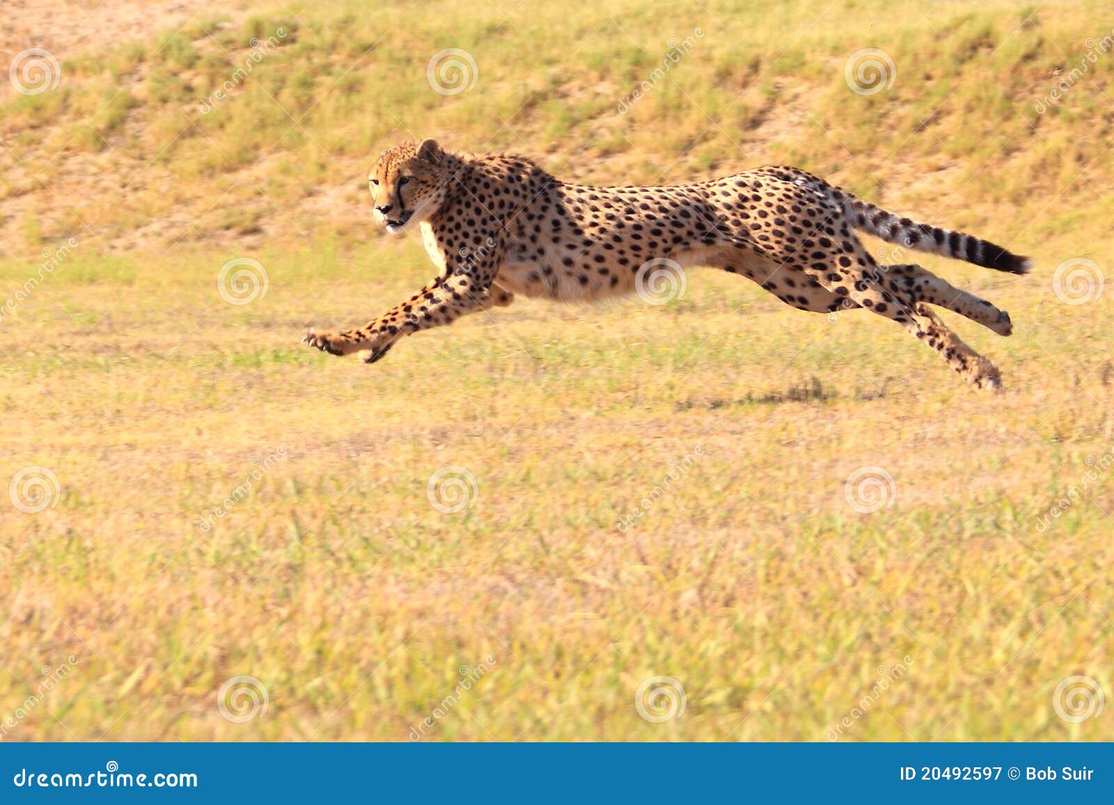 Cheetah Running Fast Royalty Free Stock Photography  Image: 20492597