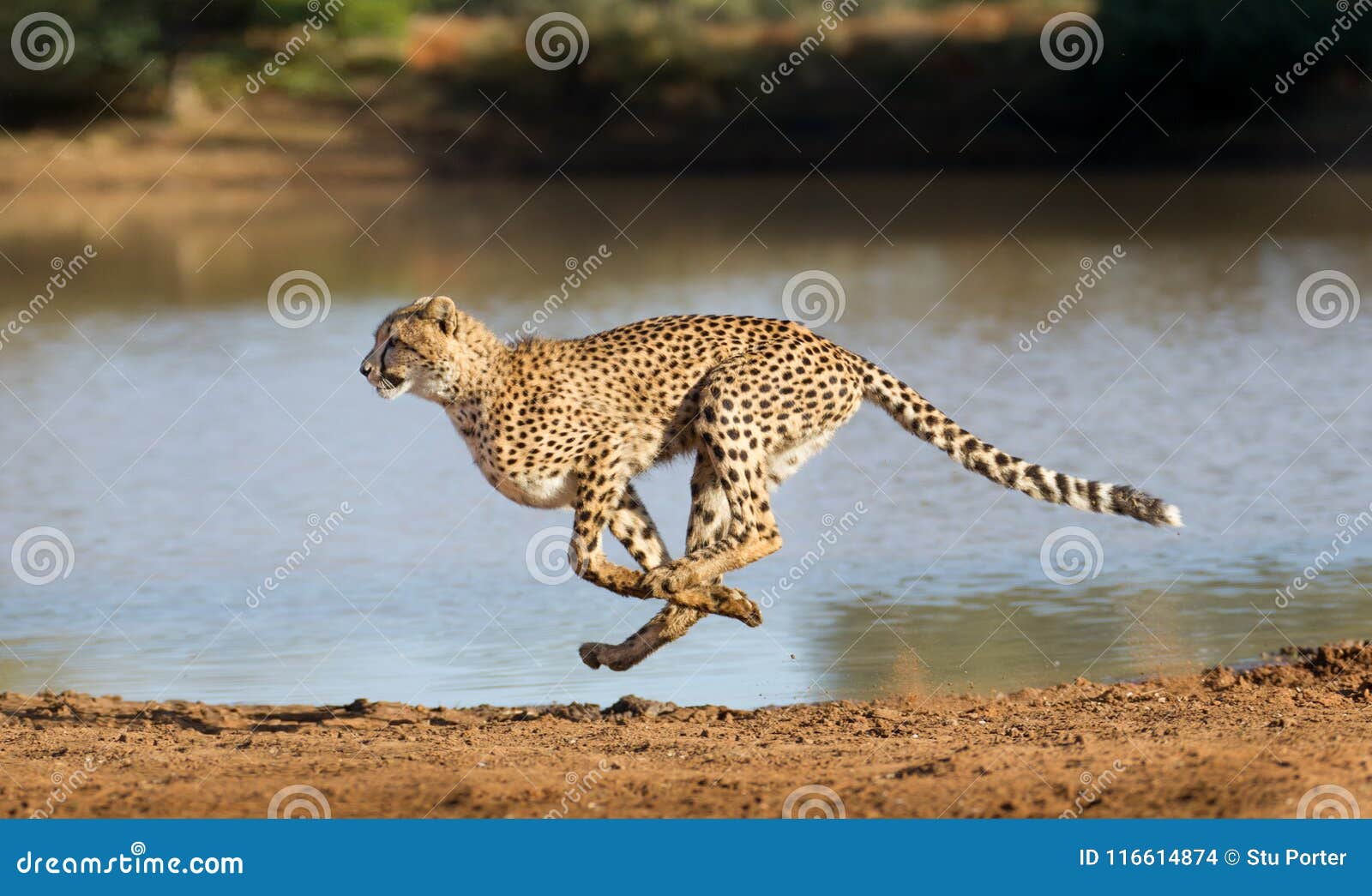 cheetah running, acinonyx jubatus, south africa
