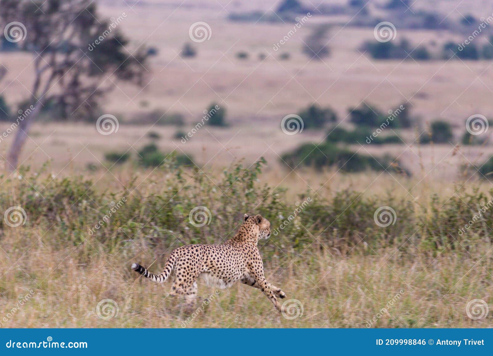 cheetah running on the savannah grass for its prey prey at the masai mara national reserve narok county