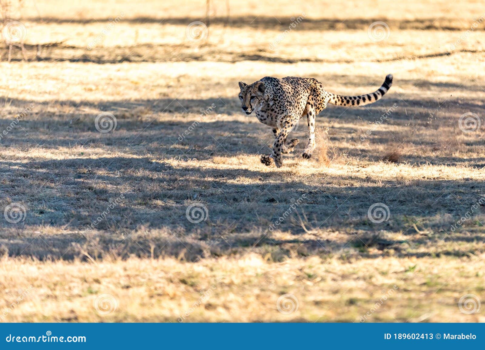 cheetah running in south africa, acinonyx jubatus. guepardo