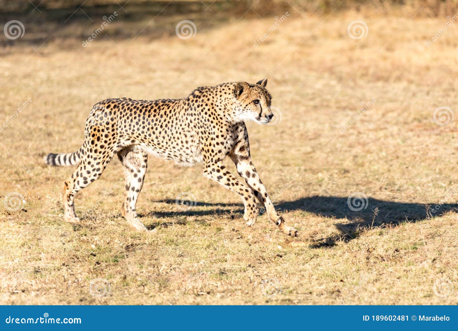 cheetah running in south africa, acinonyx jubatus. guepardo