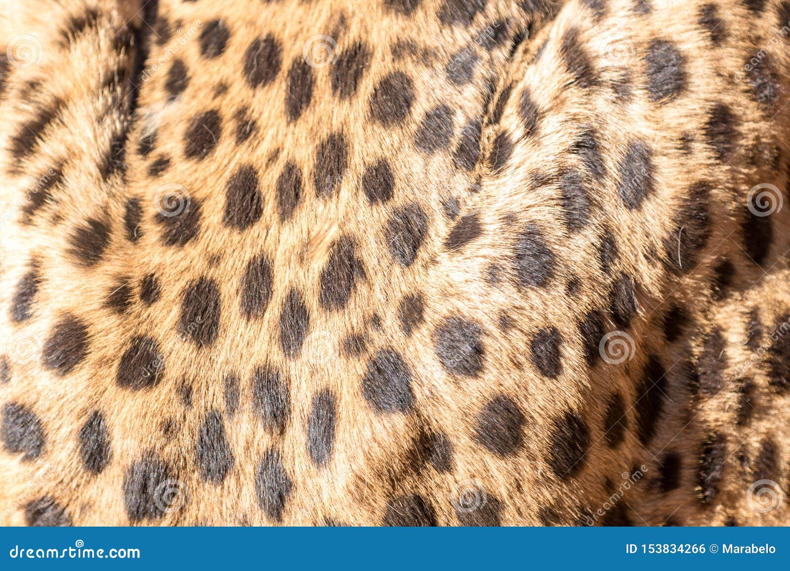 cheetah running in south africa, acinonyx jubatus.