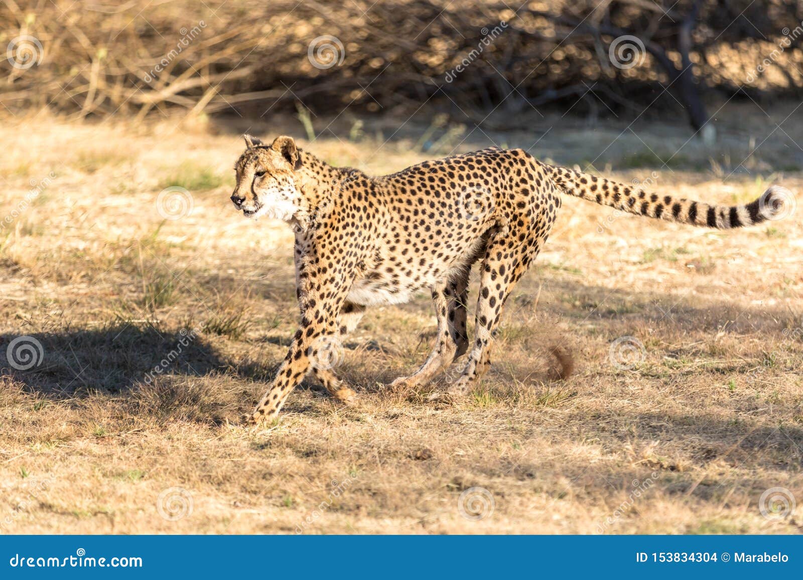 cheetah running in south africa, acinonyx jubatus.