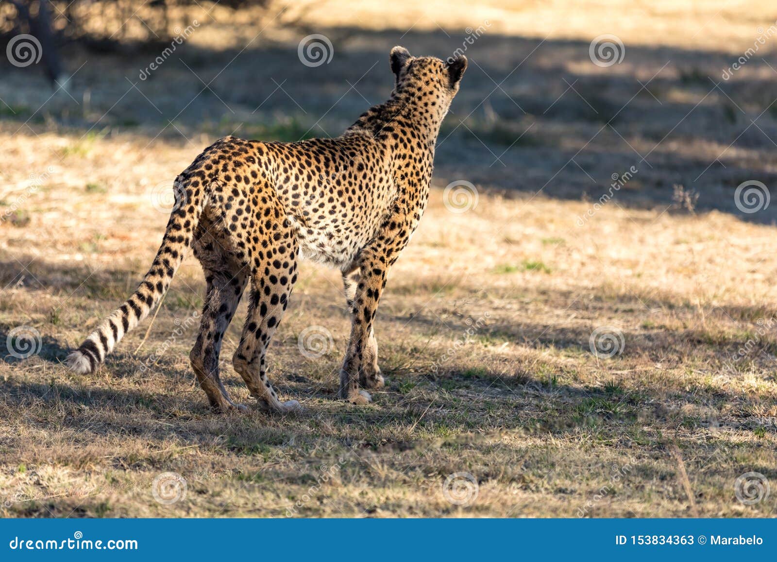 cheetah running in south africa, acinonyx jubatus.