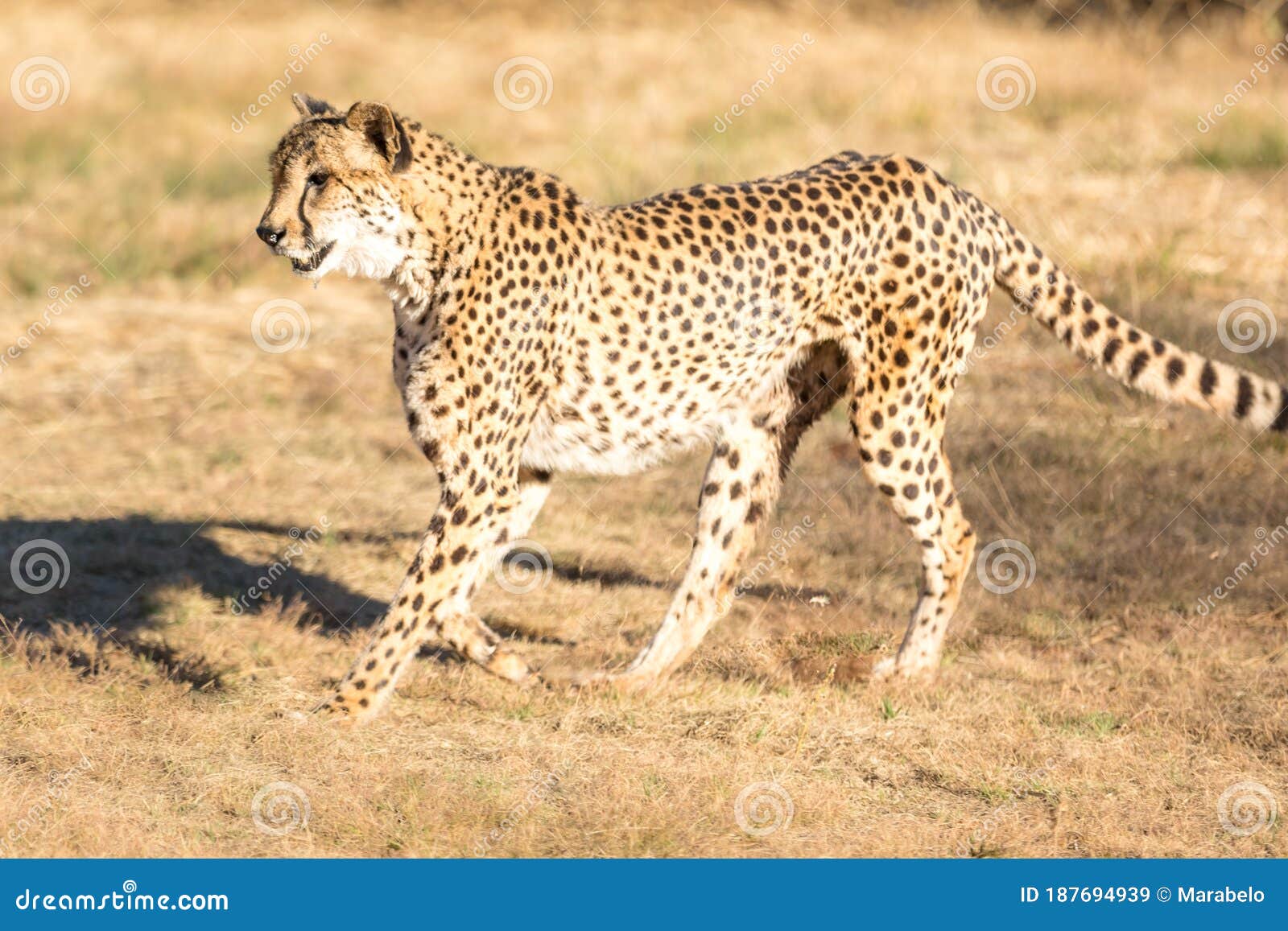 cheetah running in south africa, acinonyx jubatus. guepardo