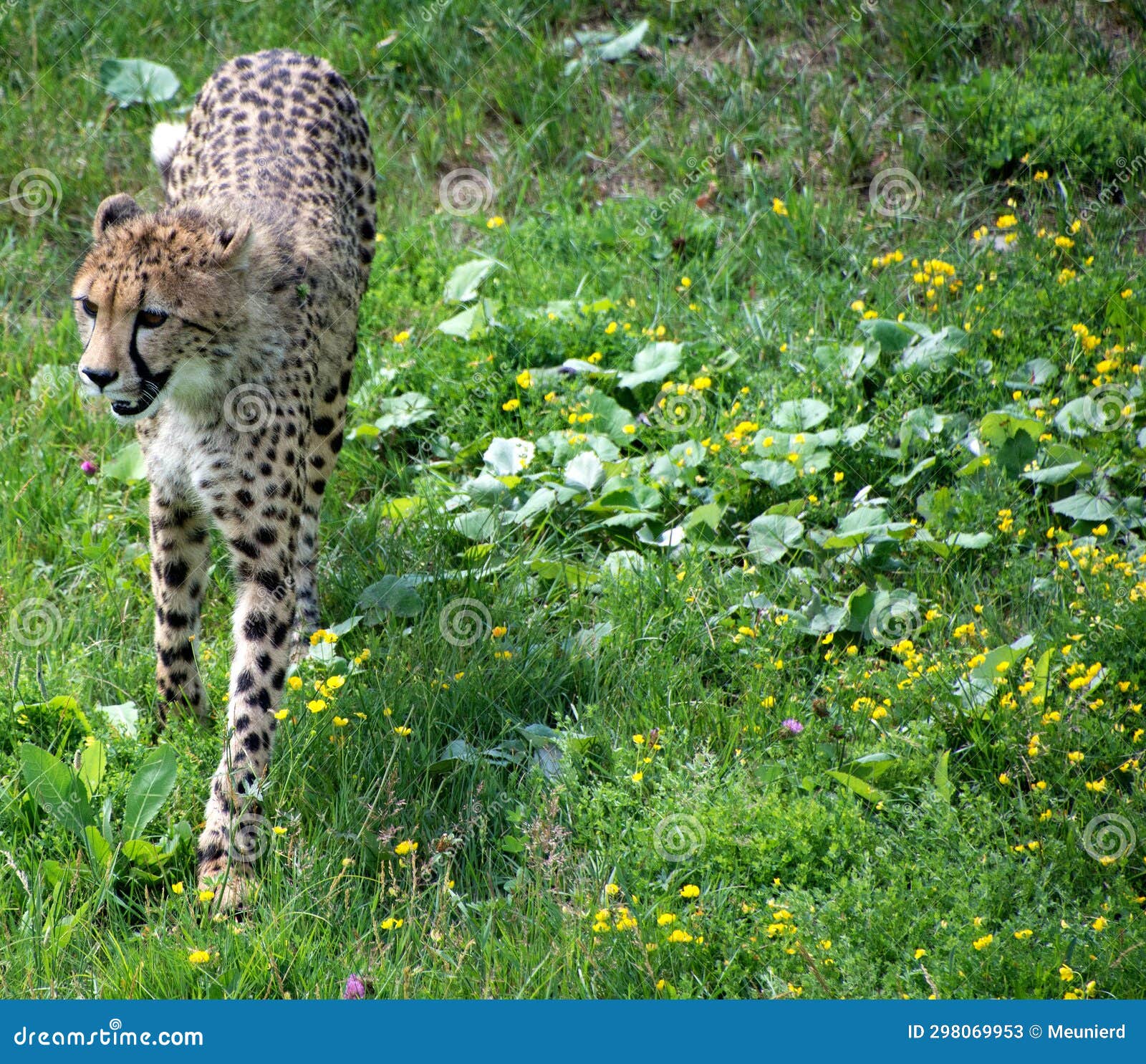 cheetah's playing together are large-sized feline