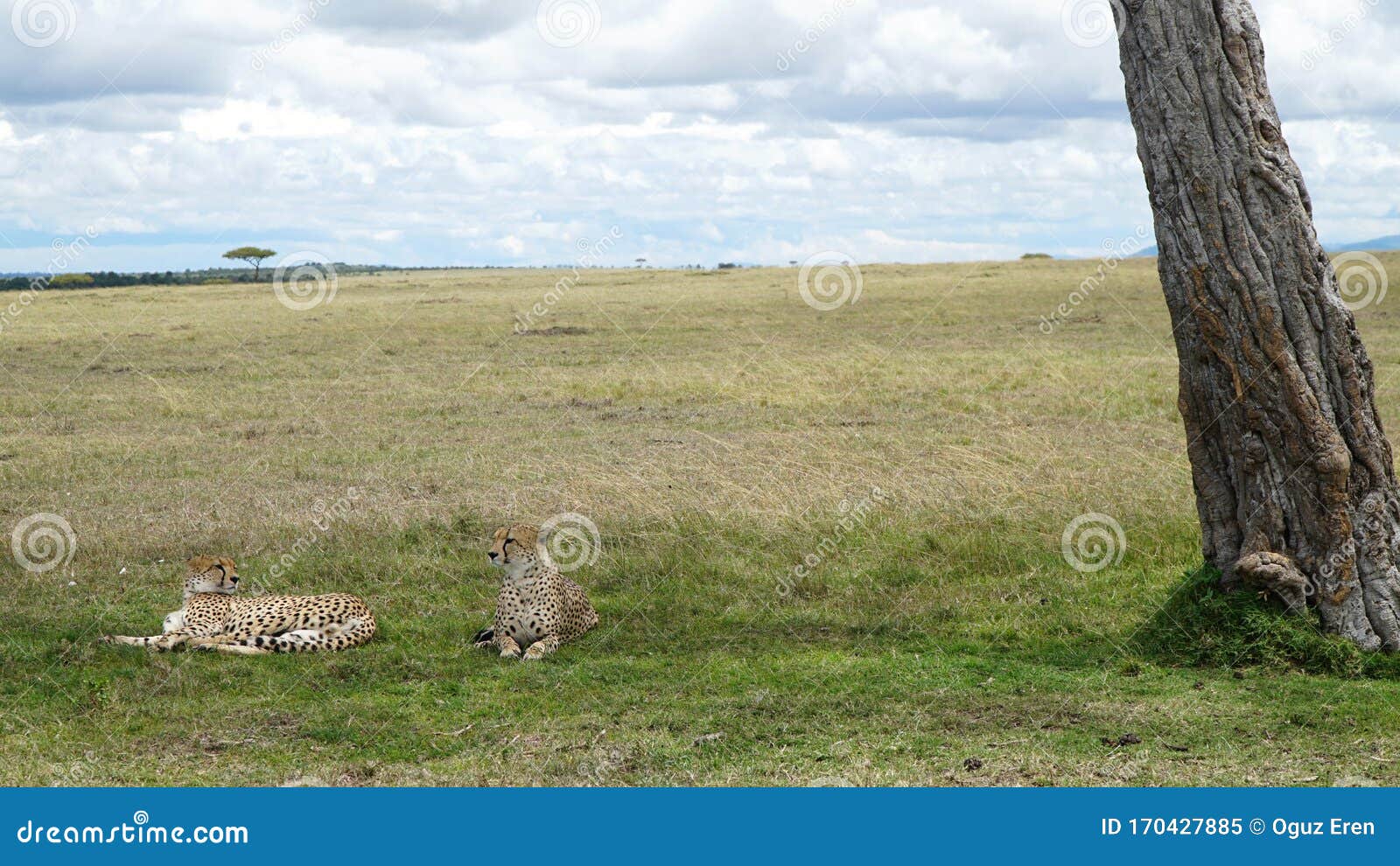 Cheetah sdraiato all'ombra