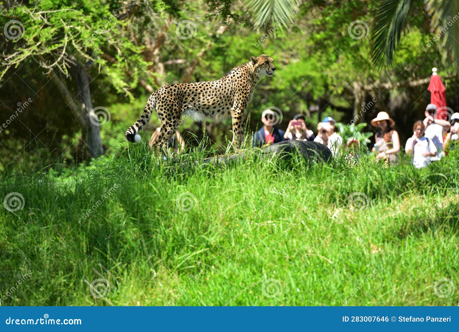 Cheetah in shade in a zoo editorial photo. Image of design - 283007646