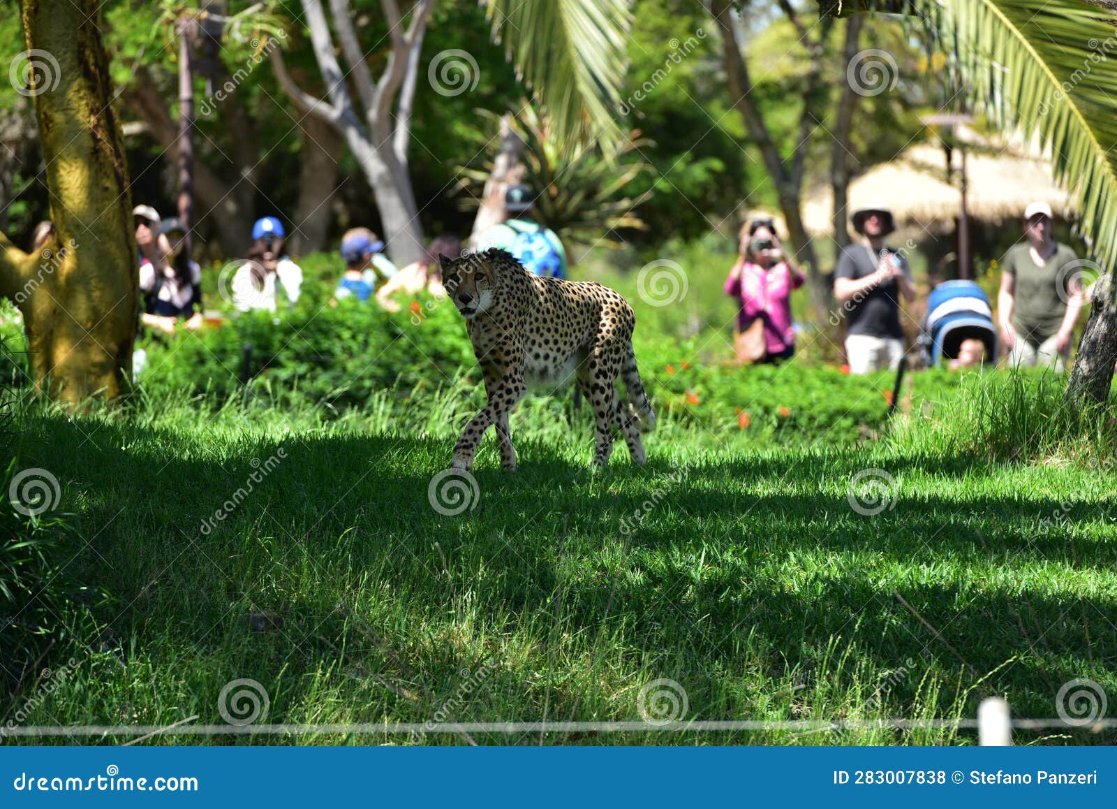 Cheetah in shade in a zoo editorial stock photo. Image of jungle ...