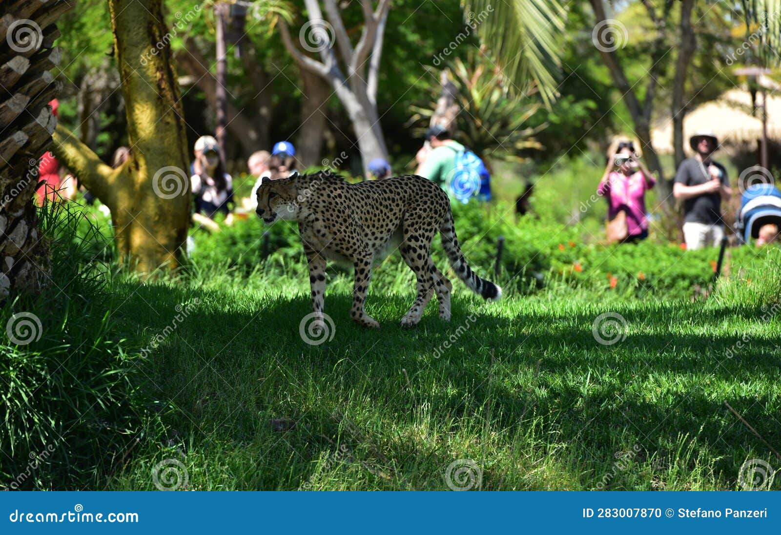 Cheetah in shade in a zoo editorial image. Image of mammal - 283007870