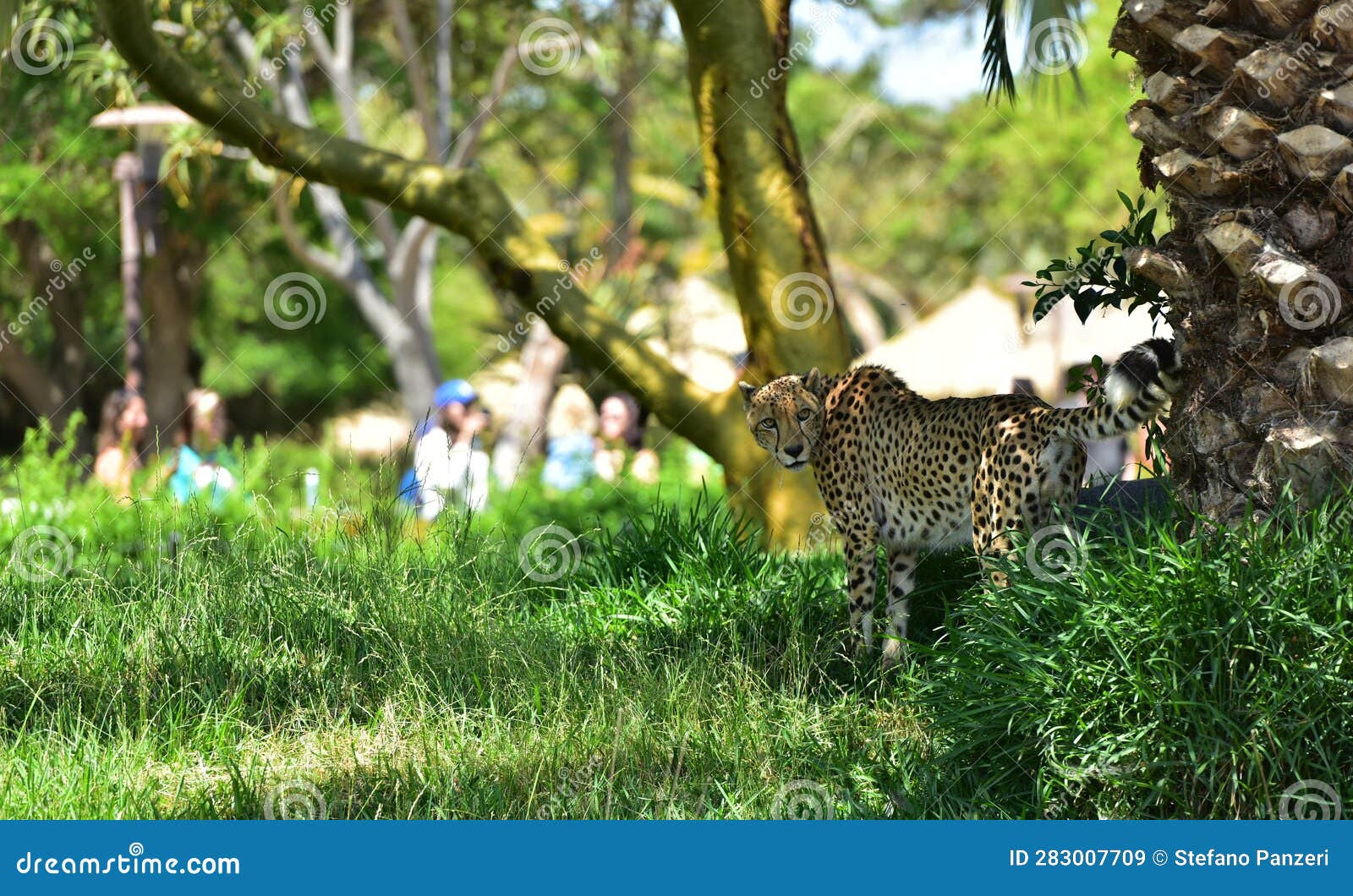 Cheetah in shade in a zoo editorial stock image. Image of fashion ...