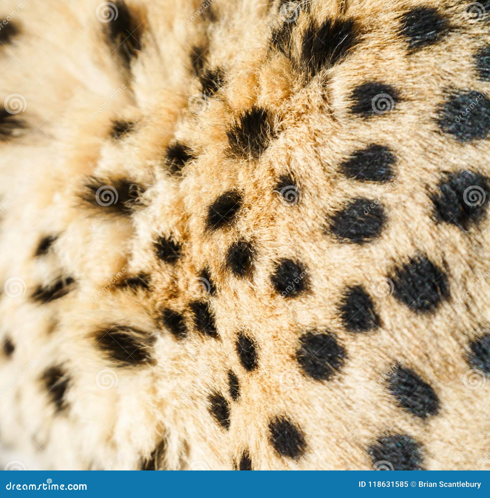 Wild Cheetah Skin in Namibia. Stock Image - Image of animal ...