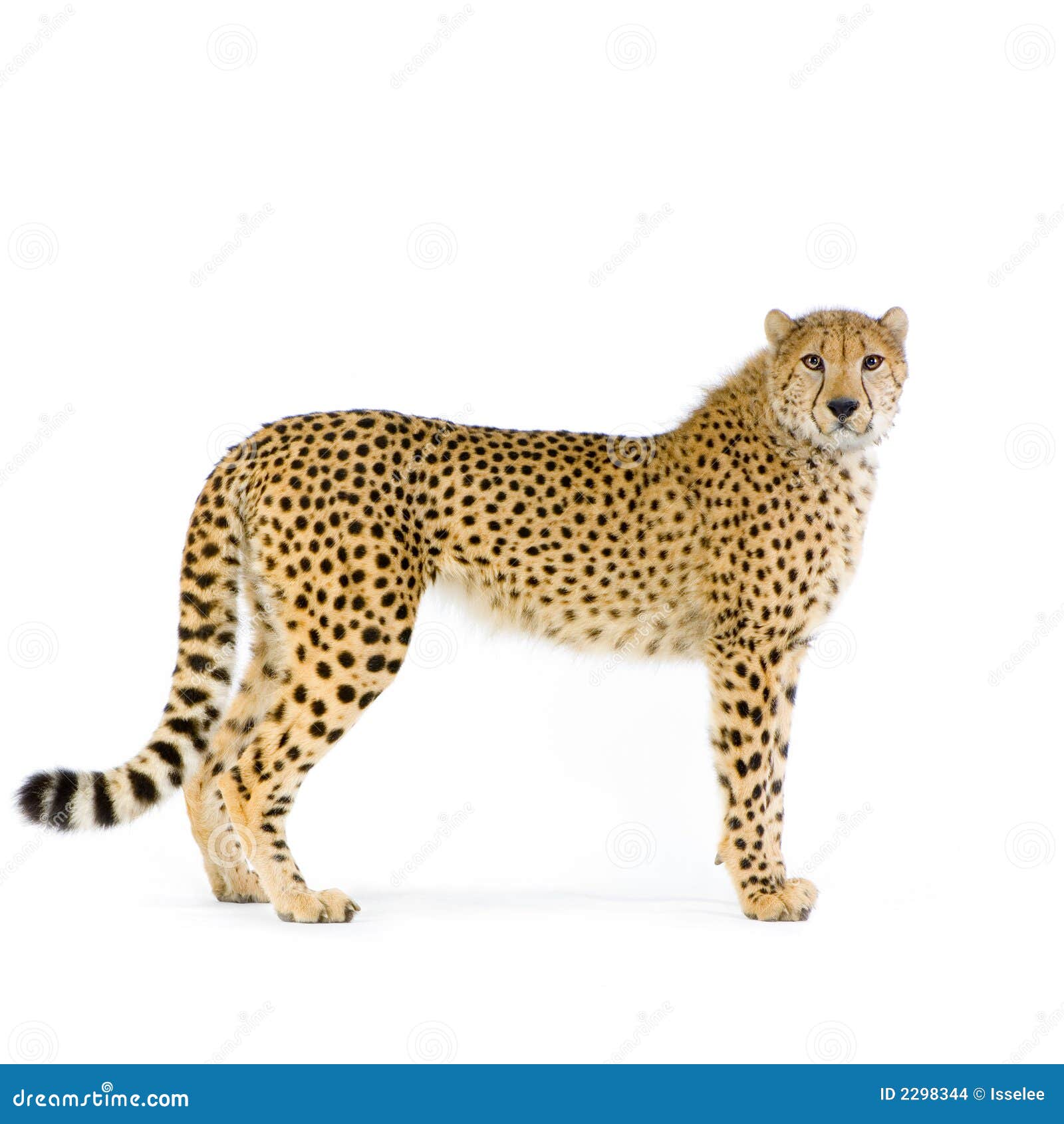 cheetah standing up