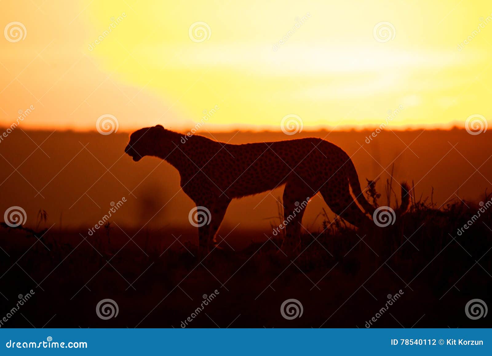 Cheetah on Sunset in Africa Stock Photo - Image of tricolor, animals ...