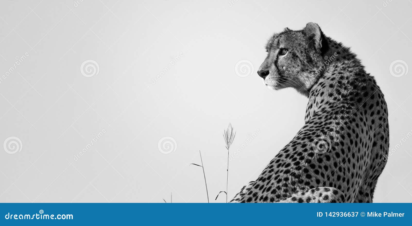 Cheetah Surveyor stock image. Image of mammal, prey - 142936637