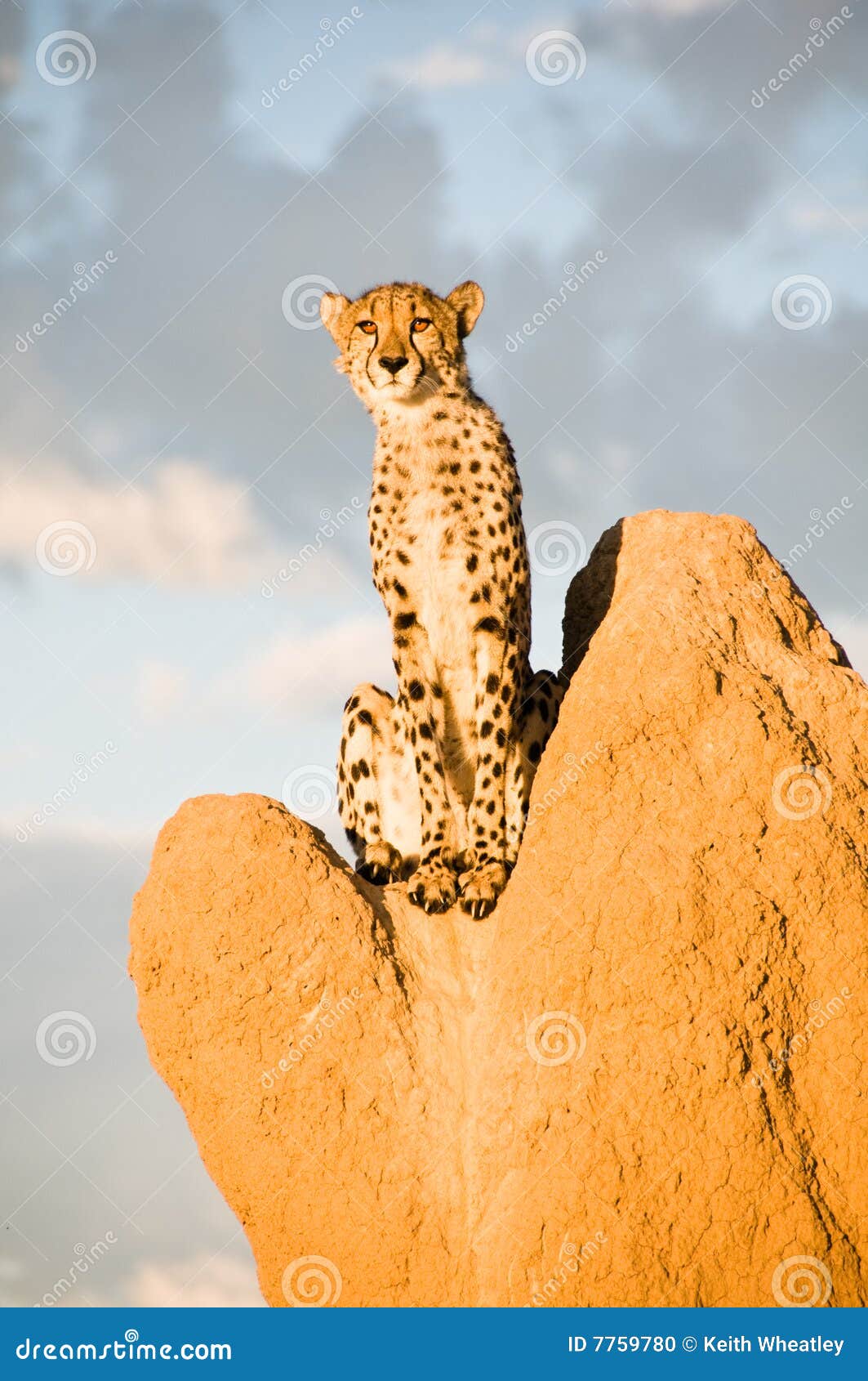 cheetah on termite mound