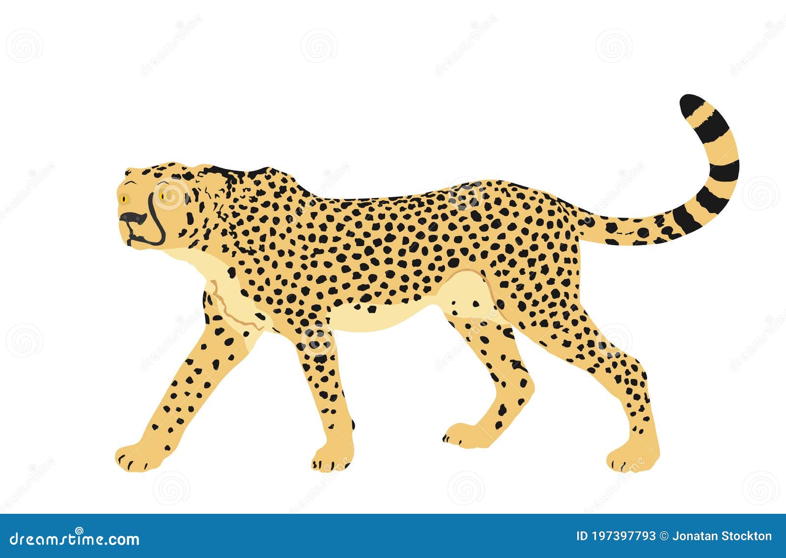Cheetah Vector Illustration Isolated on White Background. Stock Vector -  Illustration of jungle, african: 197397793