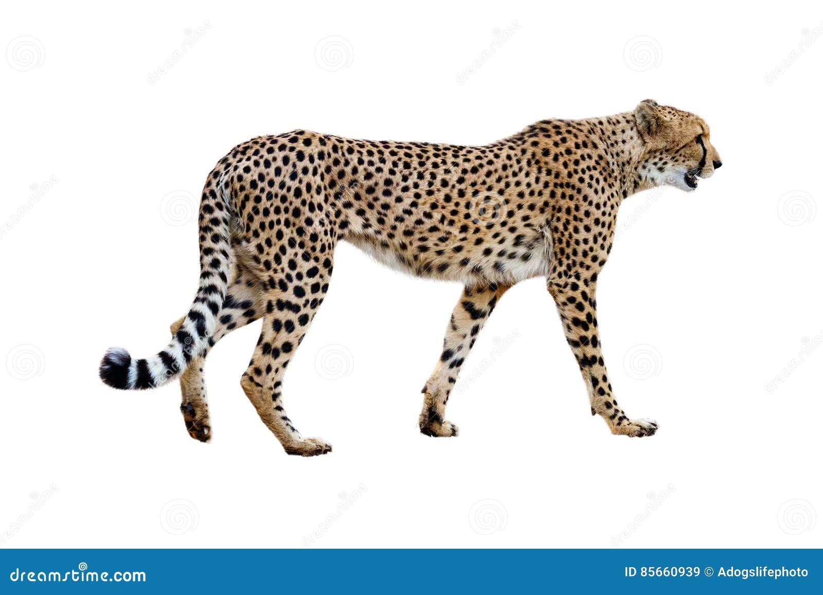 Cheetah Walking Profile Isolated on White Stock Image - Image of ...