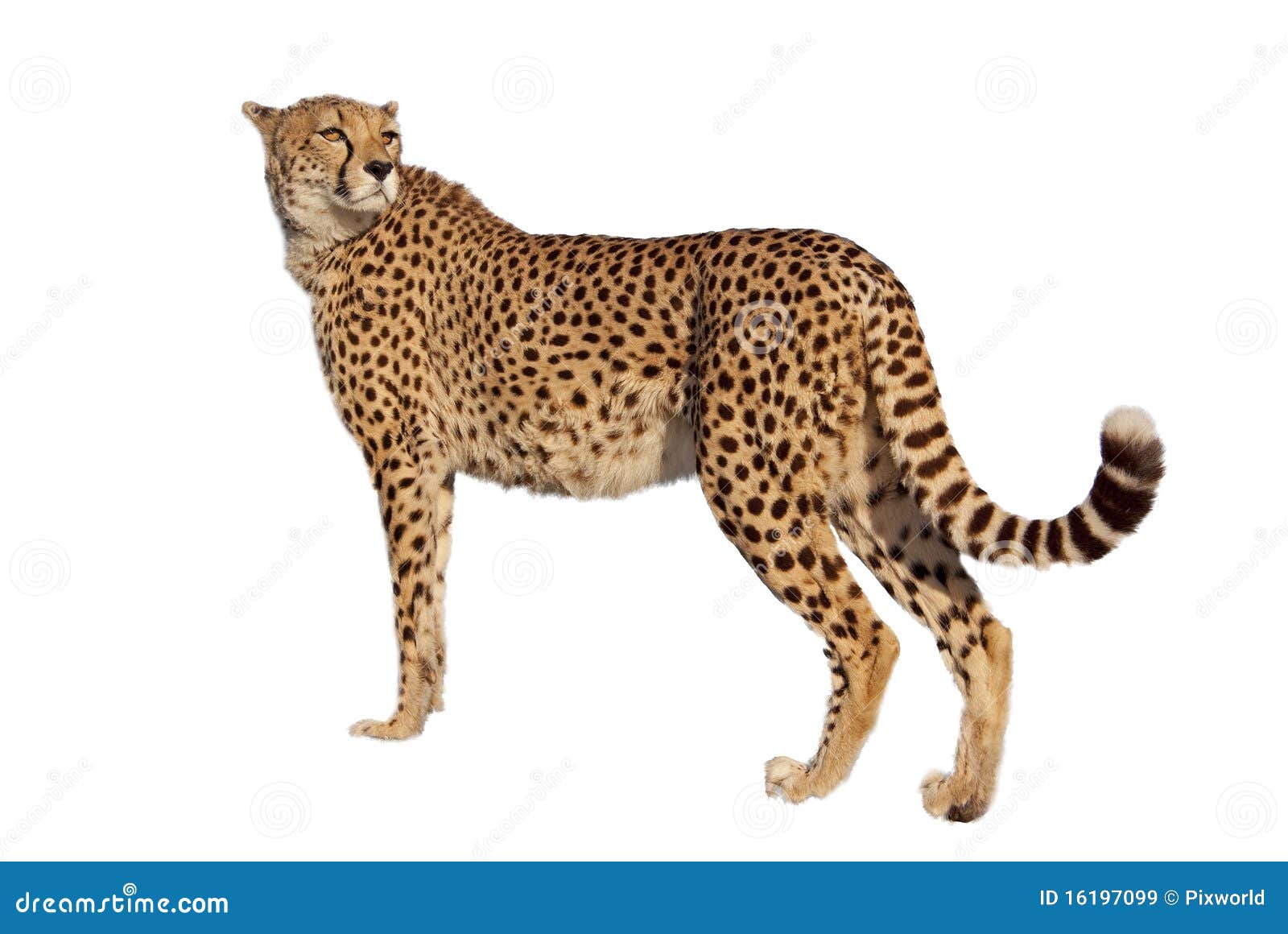 Cheetah with White Background Stock Image - Image of hunt, looking ...