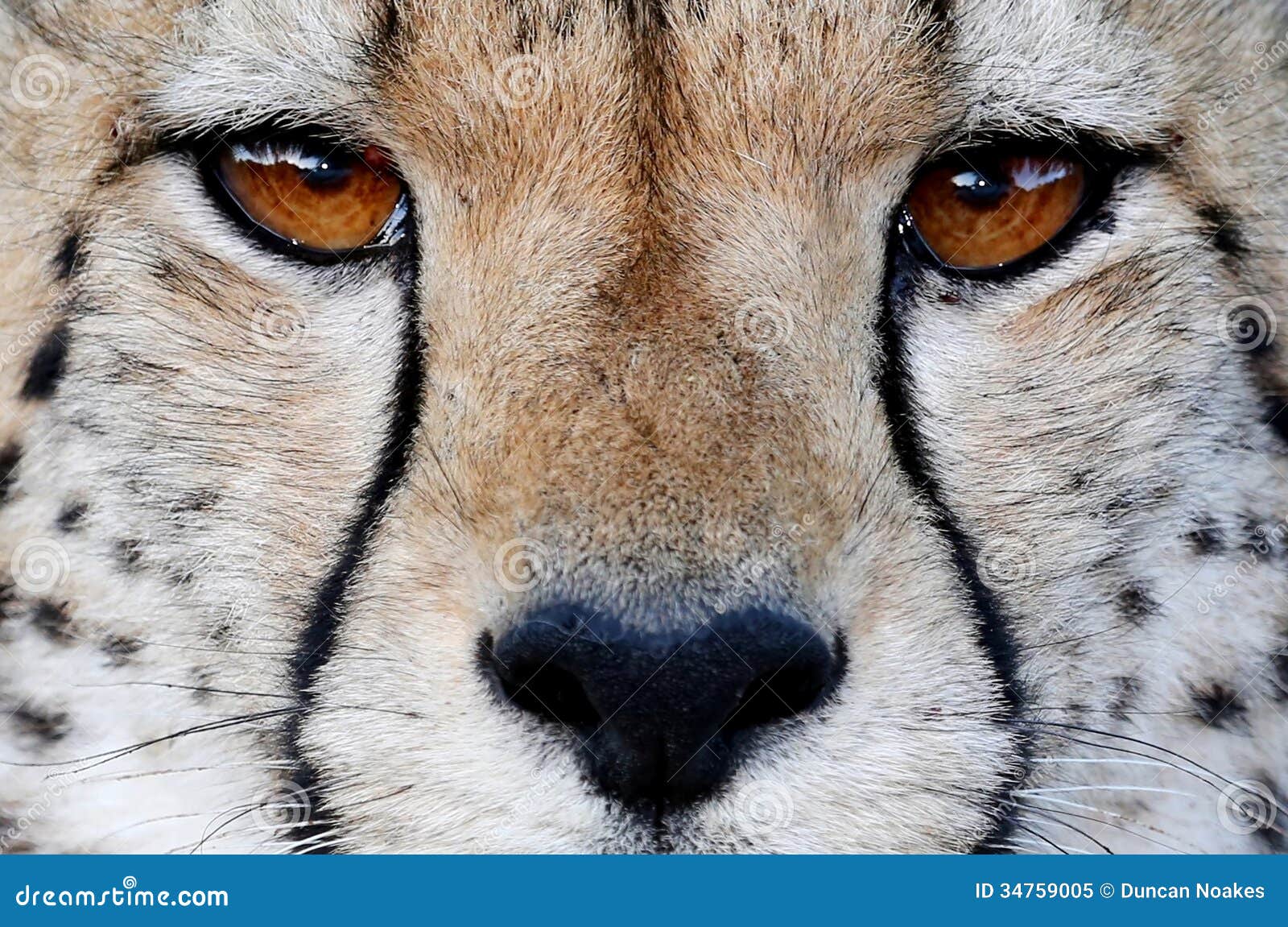 cheetah wild cat eyes