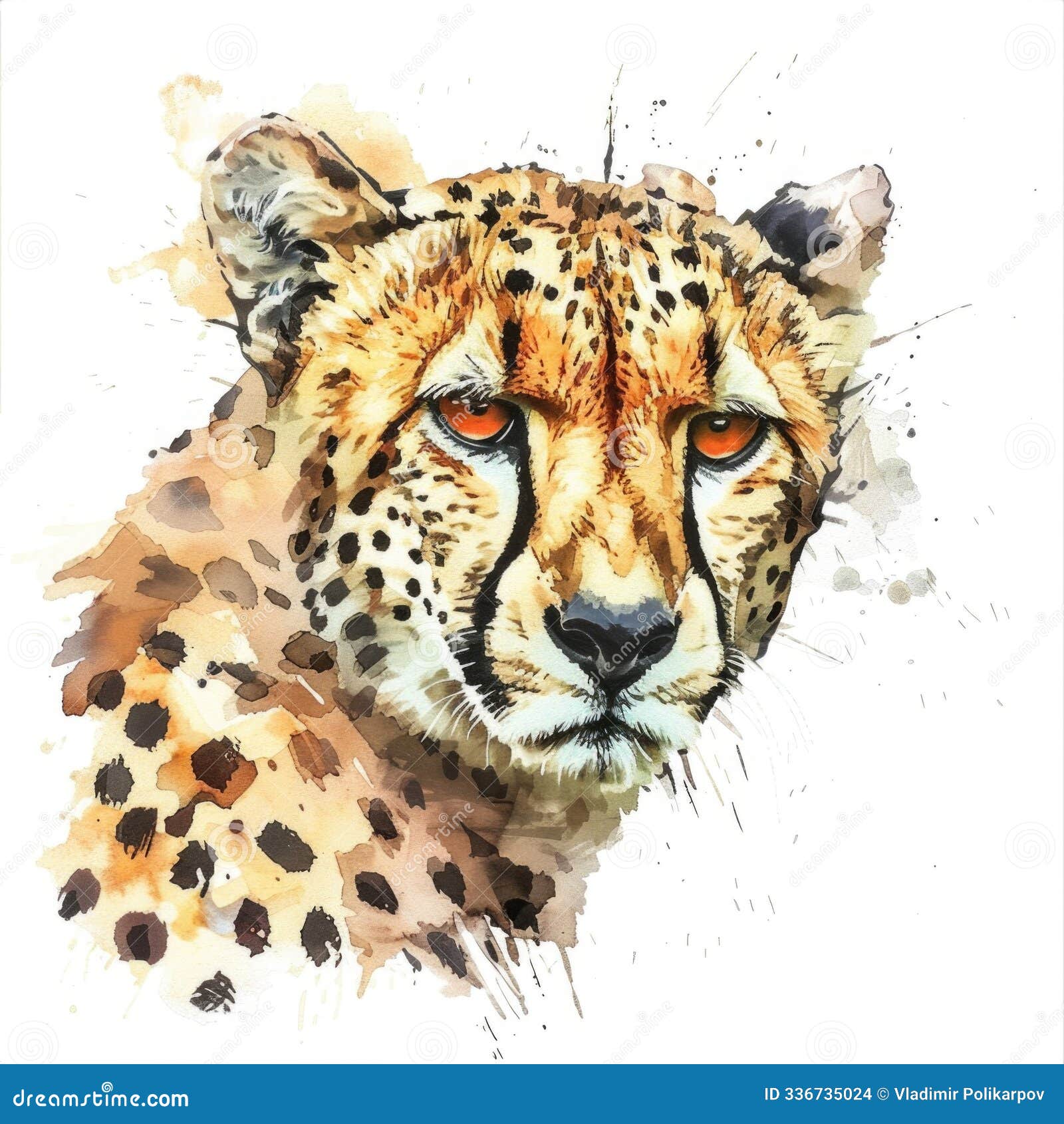 a cheetah's face and body on a plain white surface, emphasizing its fur texture and pattern