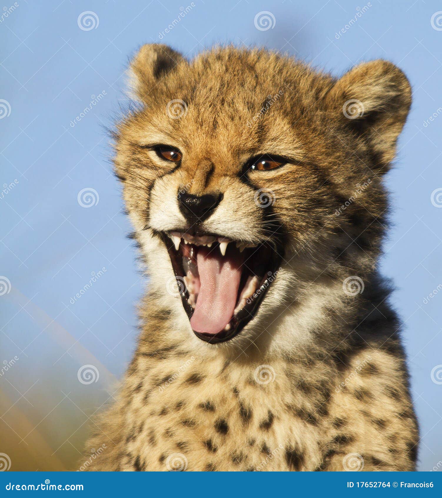 cheetah yawn
