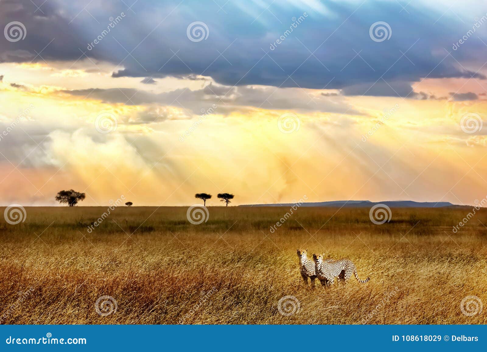cheetahs against a beautiful sky at sunset in serengeti national park. africa.