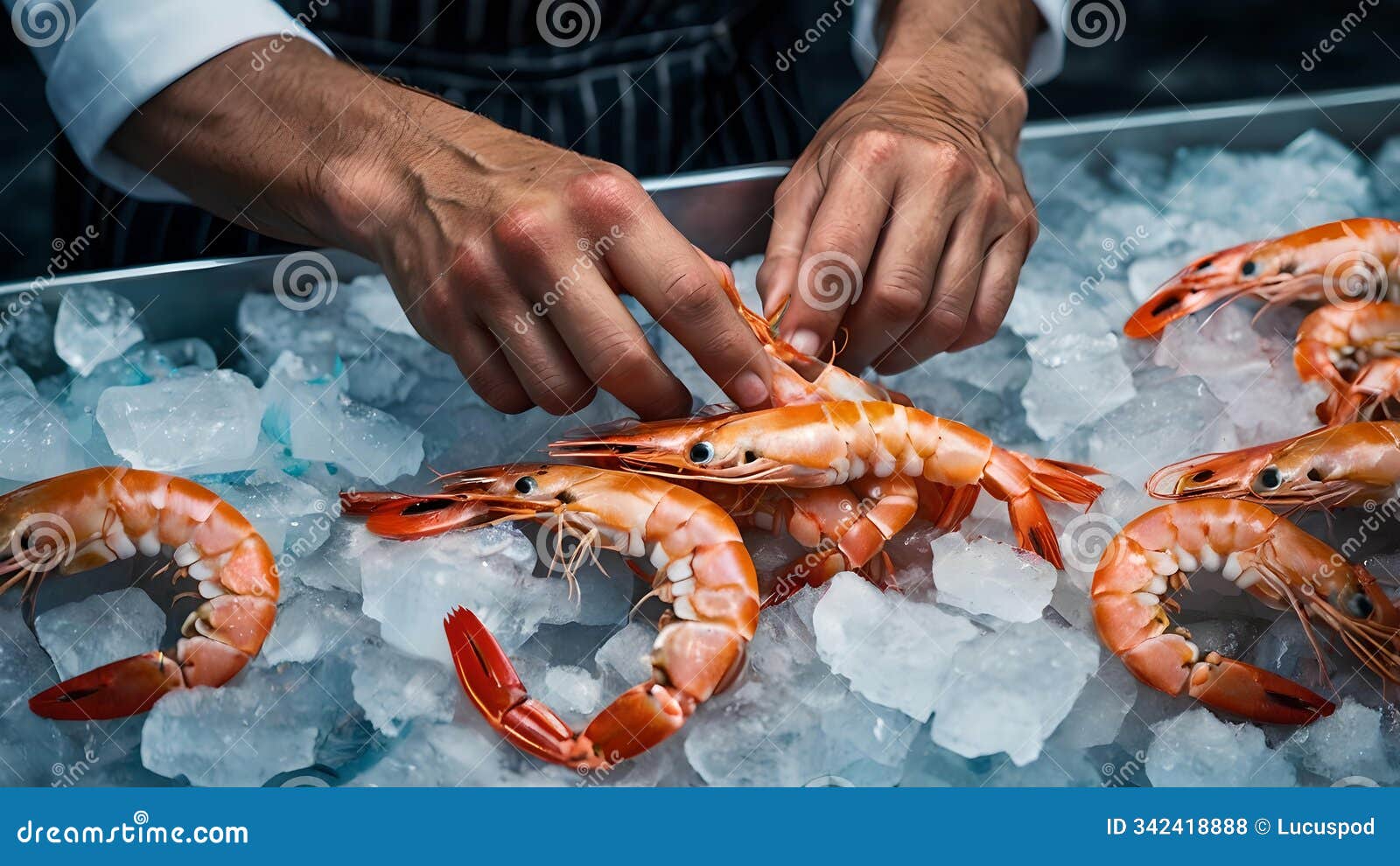 fresh prawns on ice with chef's hands